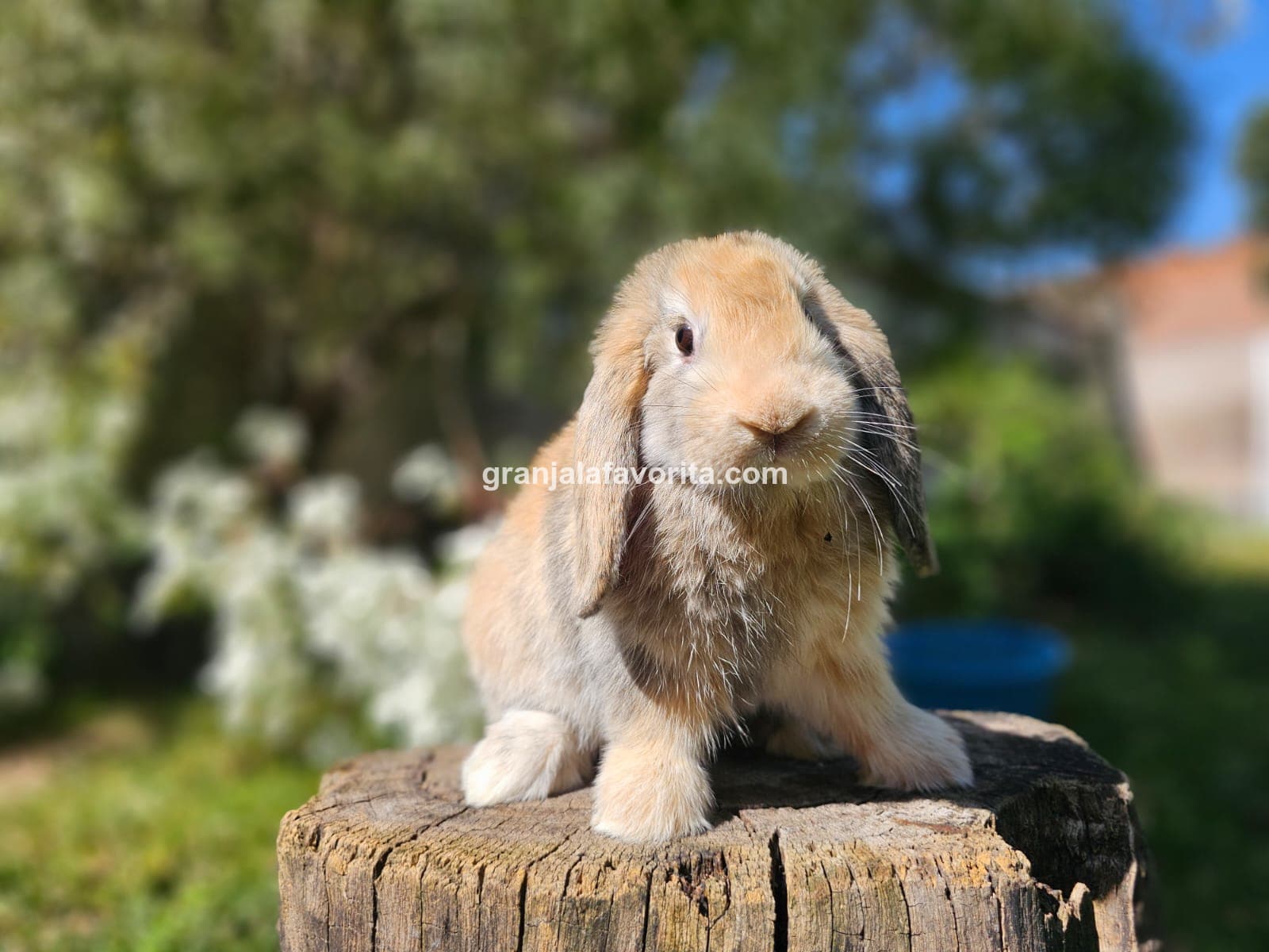 Imagen de ejemplar 71