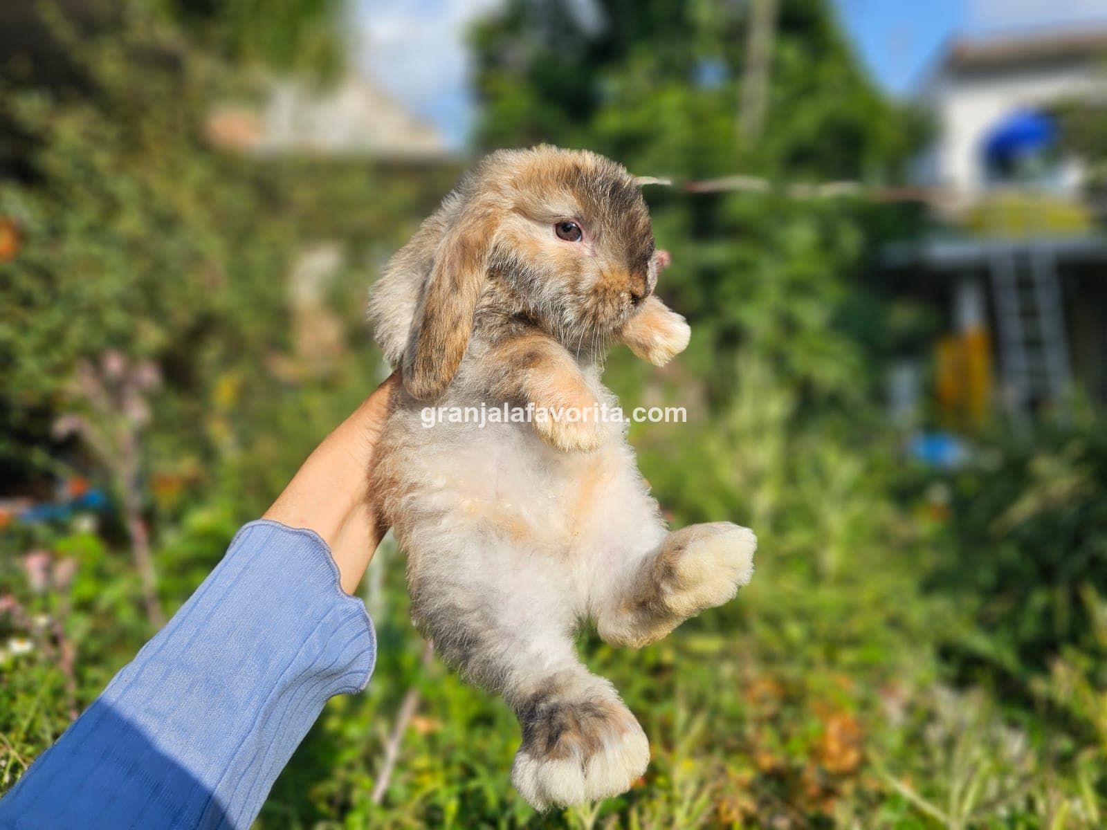 Imagen de ejemplar 41