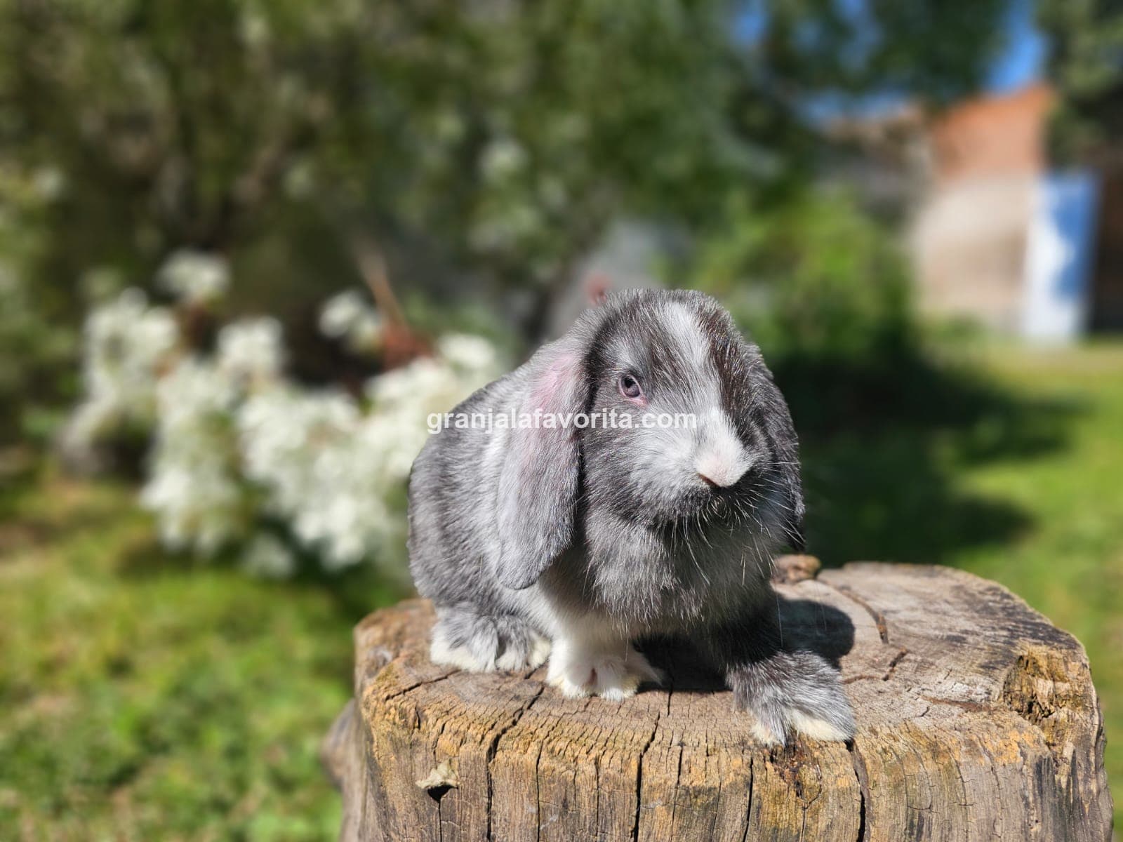 Imagen de ejemplar 66