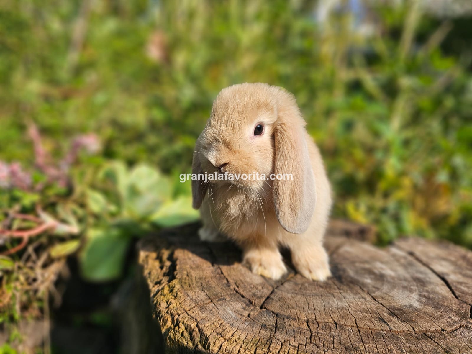 Imagen de ejemplar 46