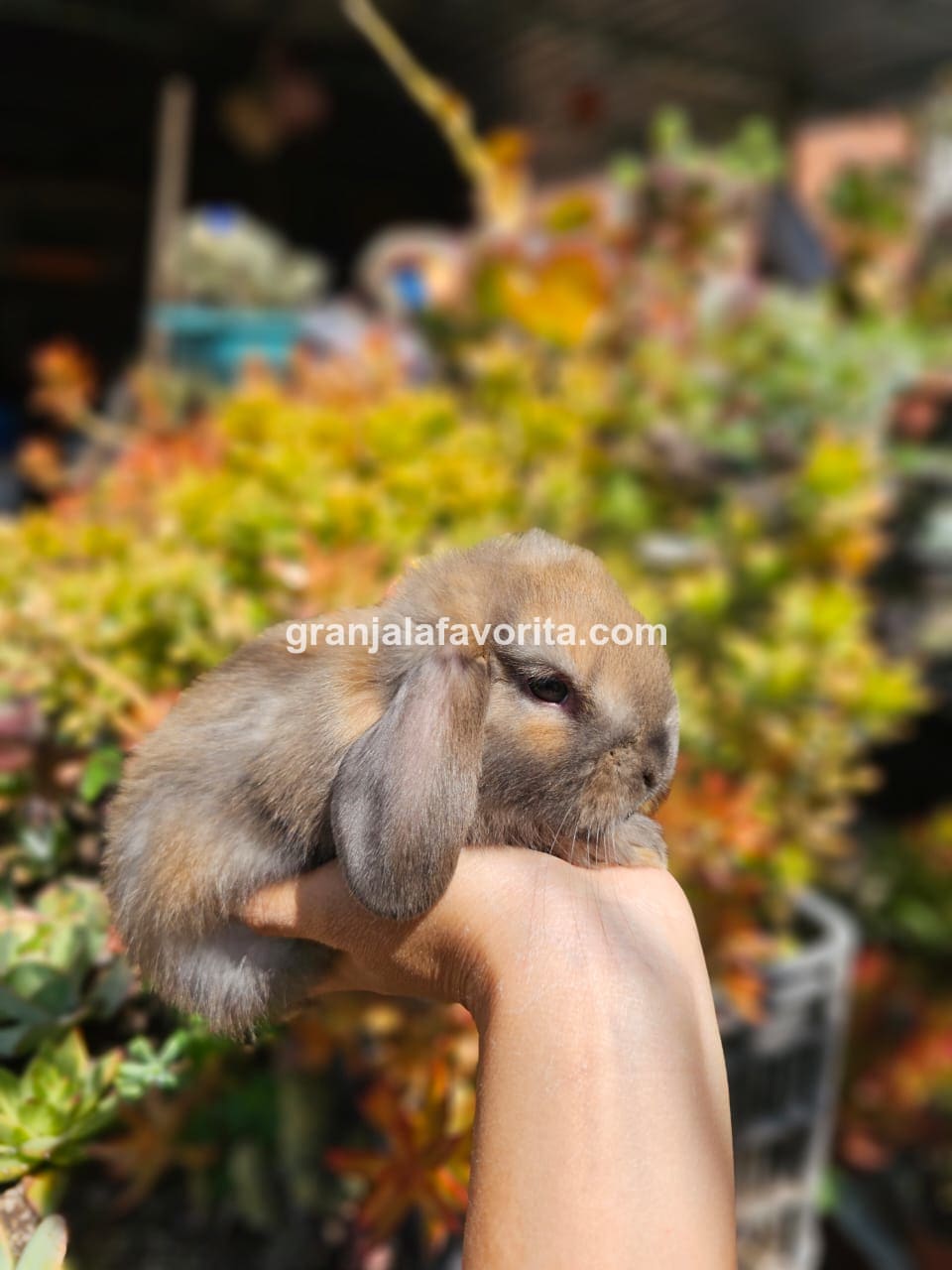 Imagen de ejemplar 101