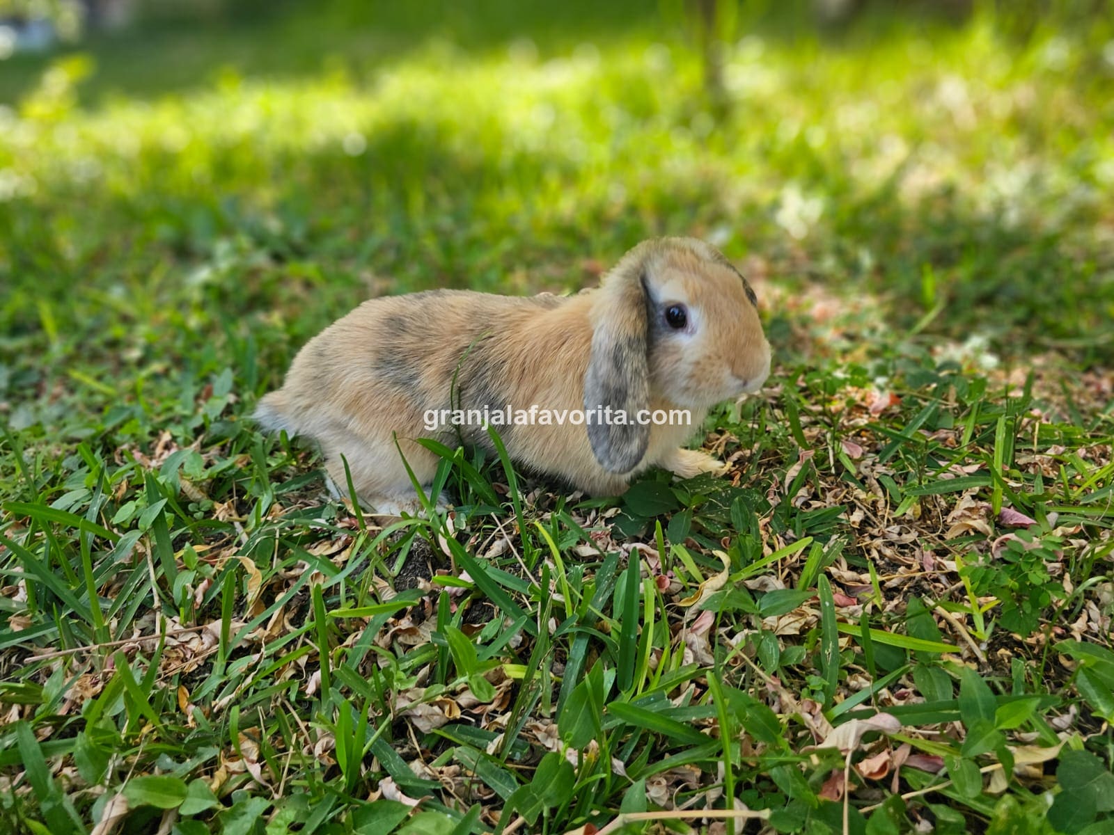 Imagen de ejemplar 72