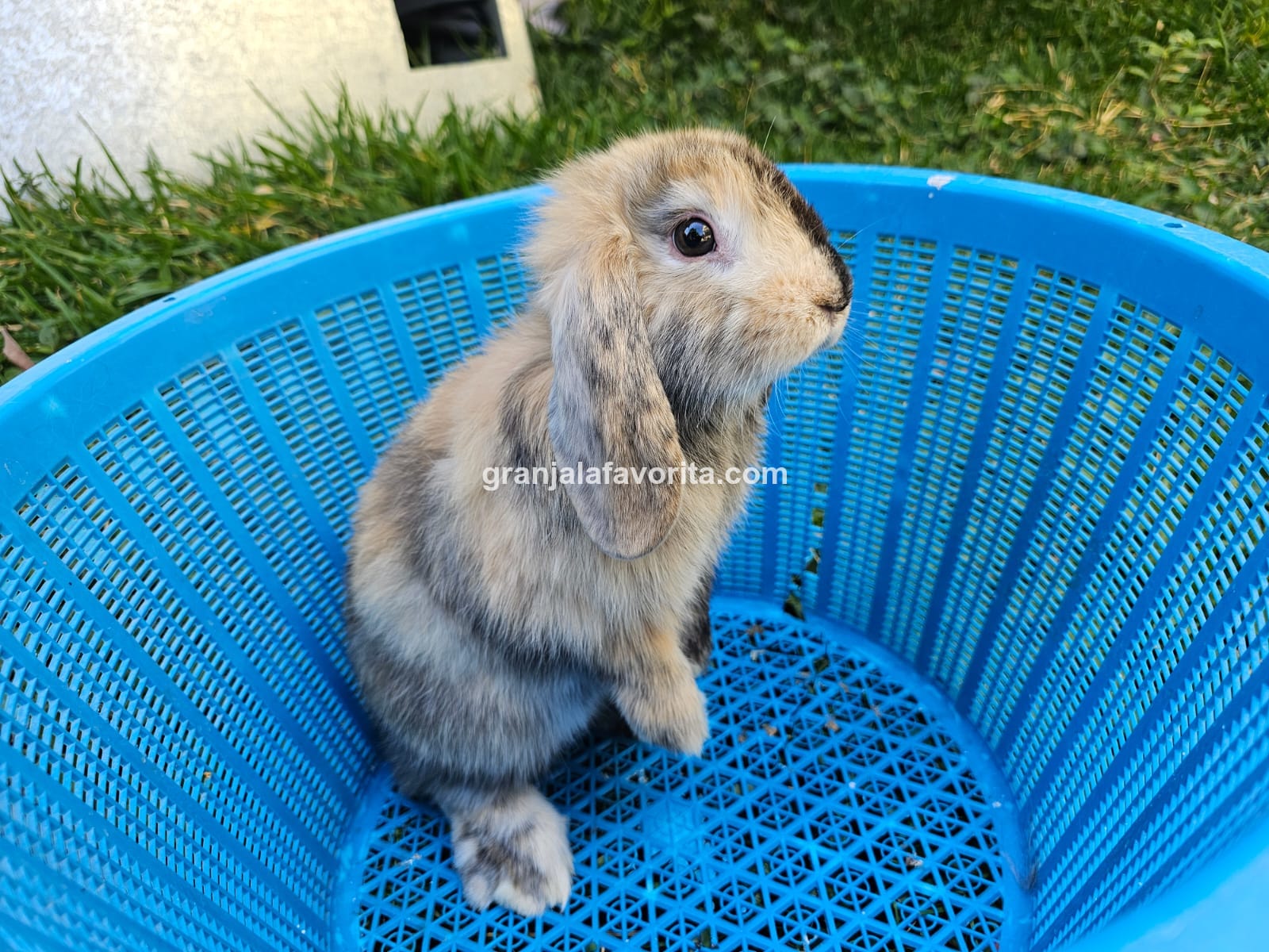 Imagen de ejemplar 70