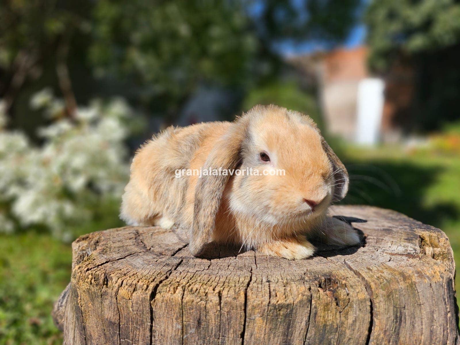 Imagen de ejemplar 72