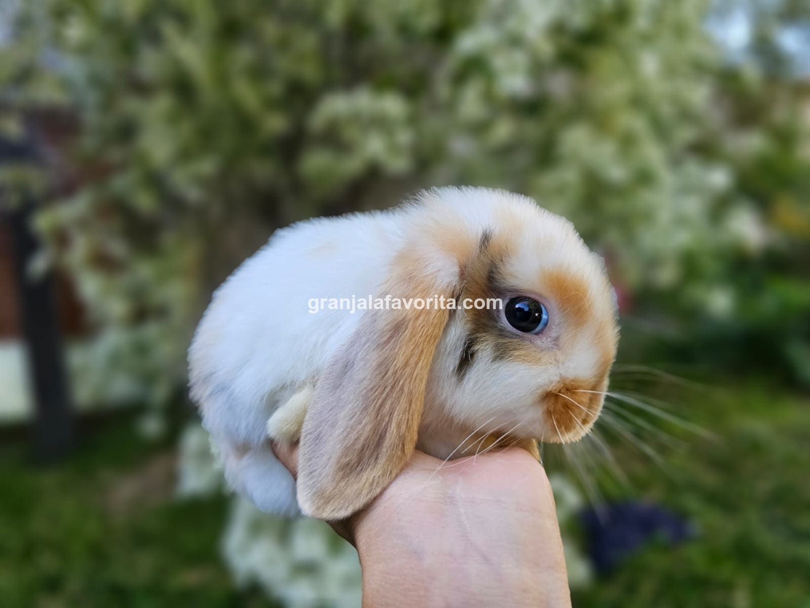 Imagen de ejemplar 60