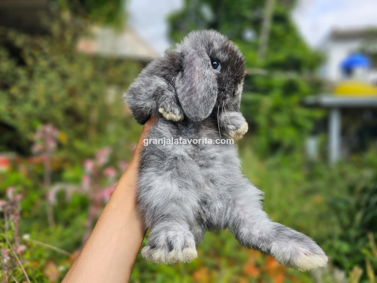 Imagen de ejemplar 37