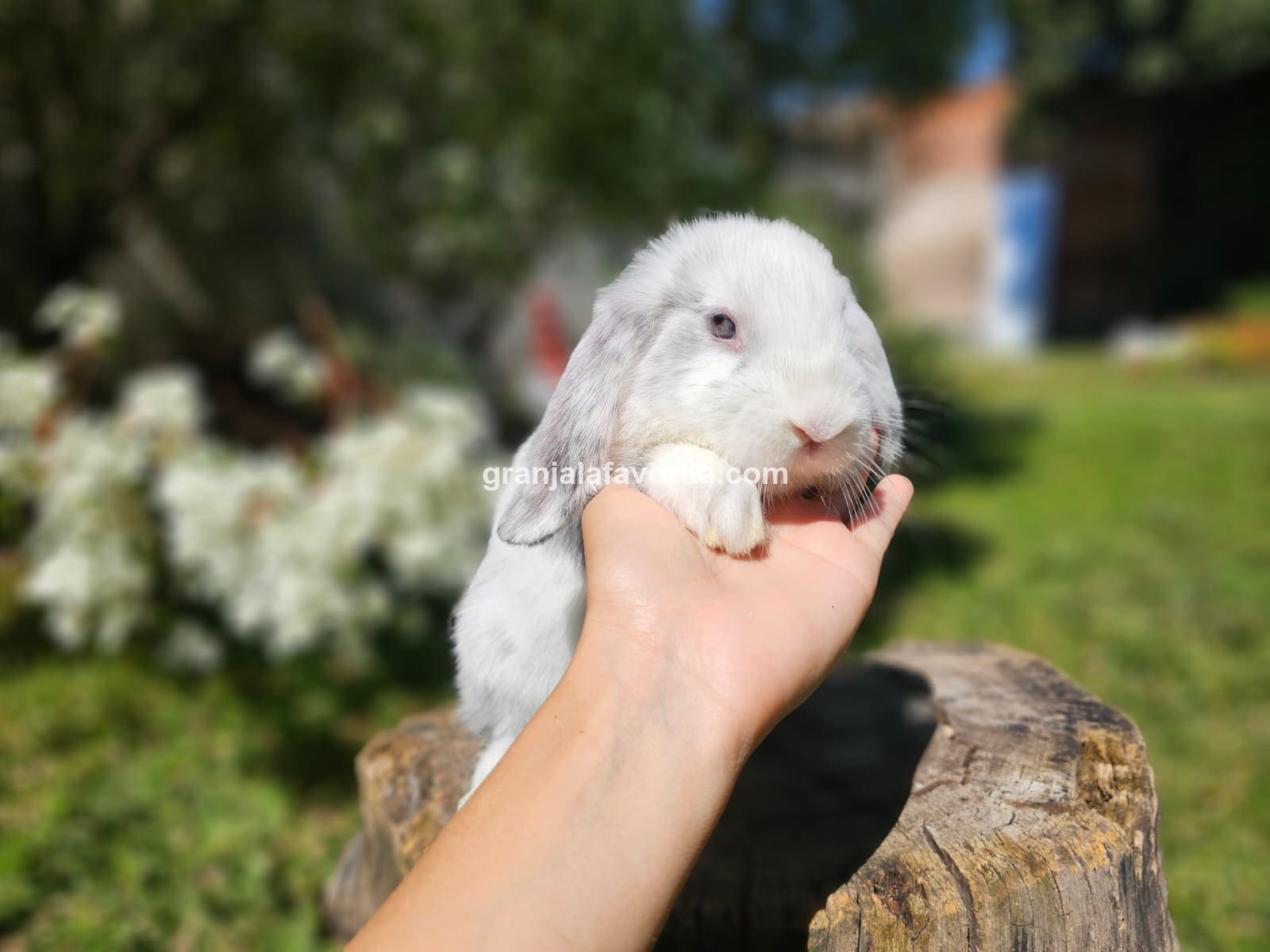 Imagen de ejemplar 64