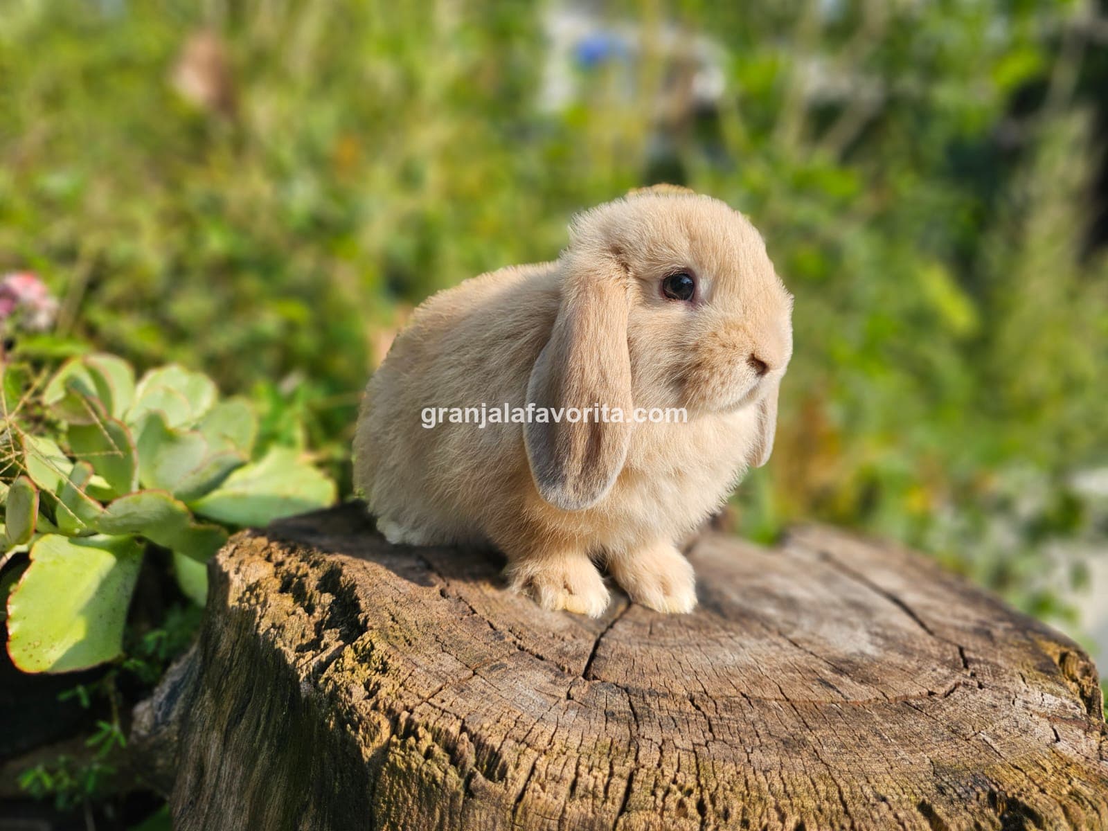 Imagen de ejemplar 47