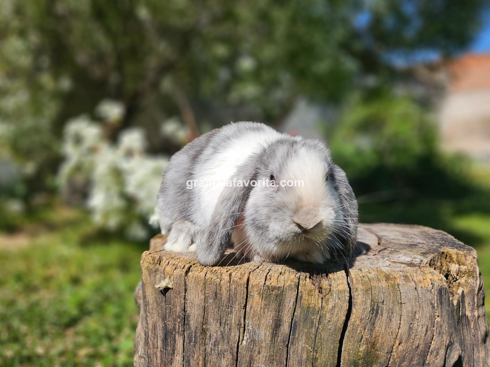 Imagen de ejemplar 65