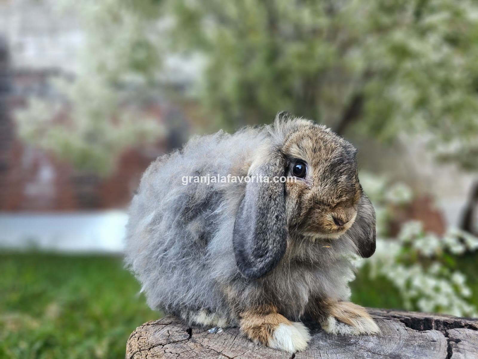 Imagen de ejemplar 73