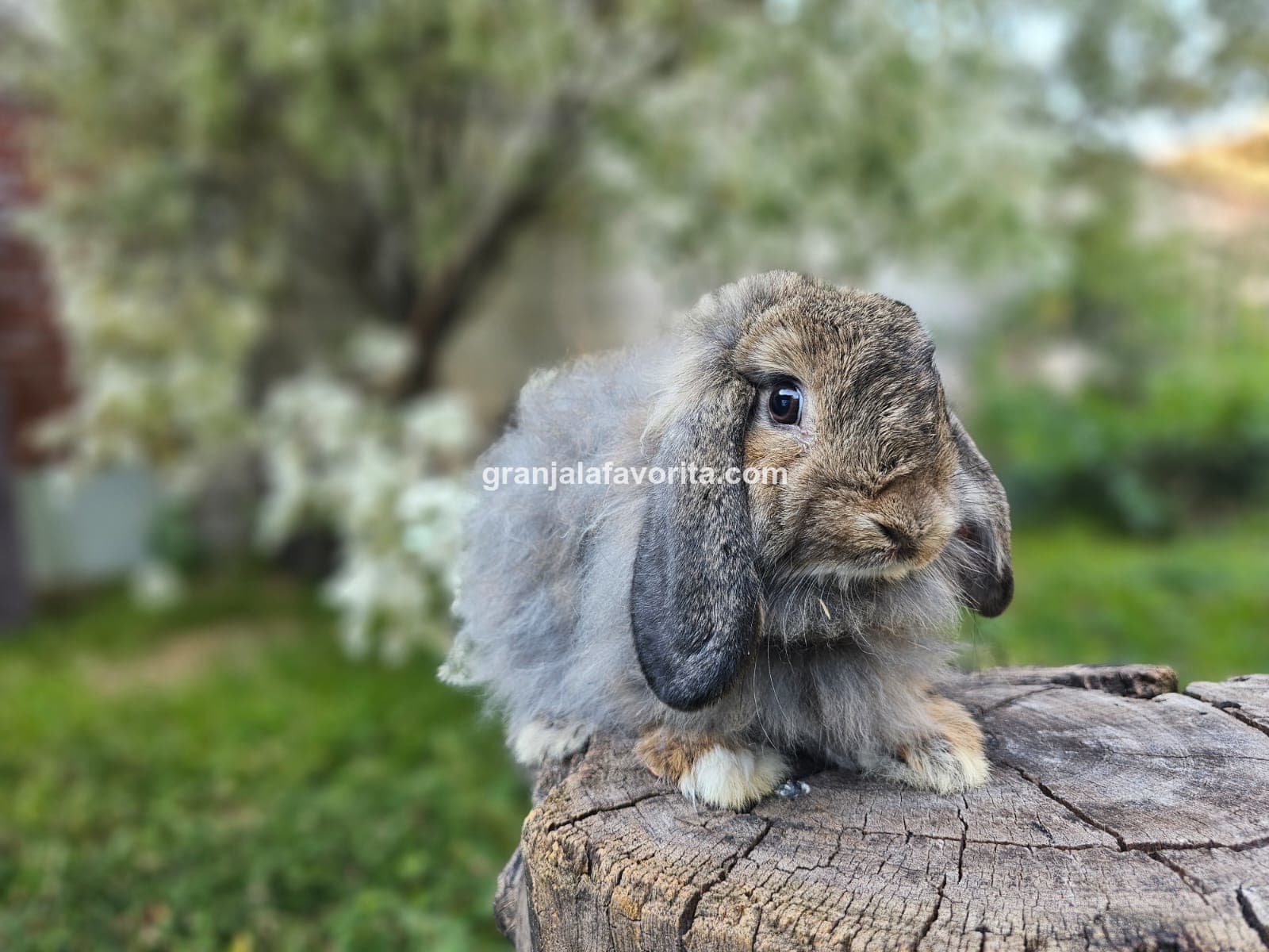 Imagen de ejemplar 73