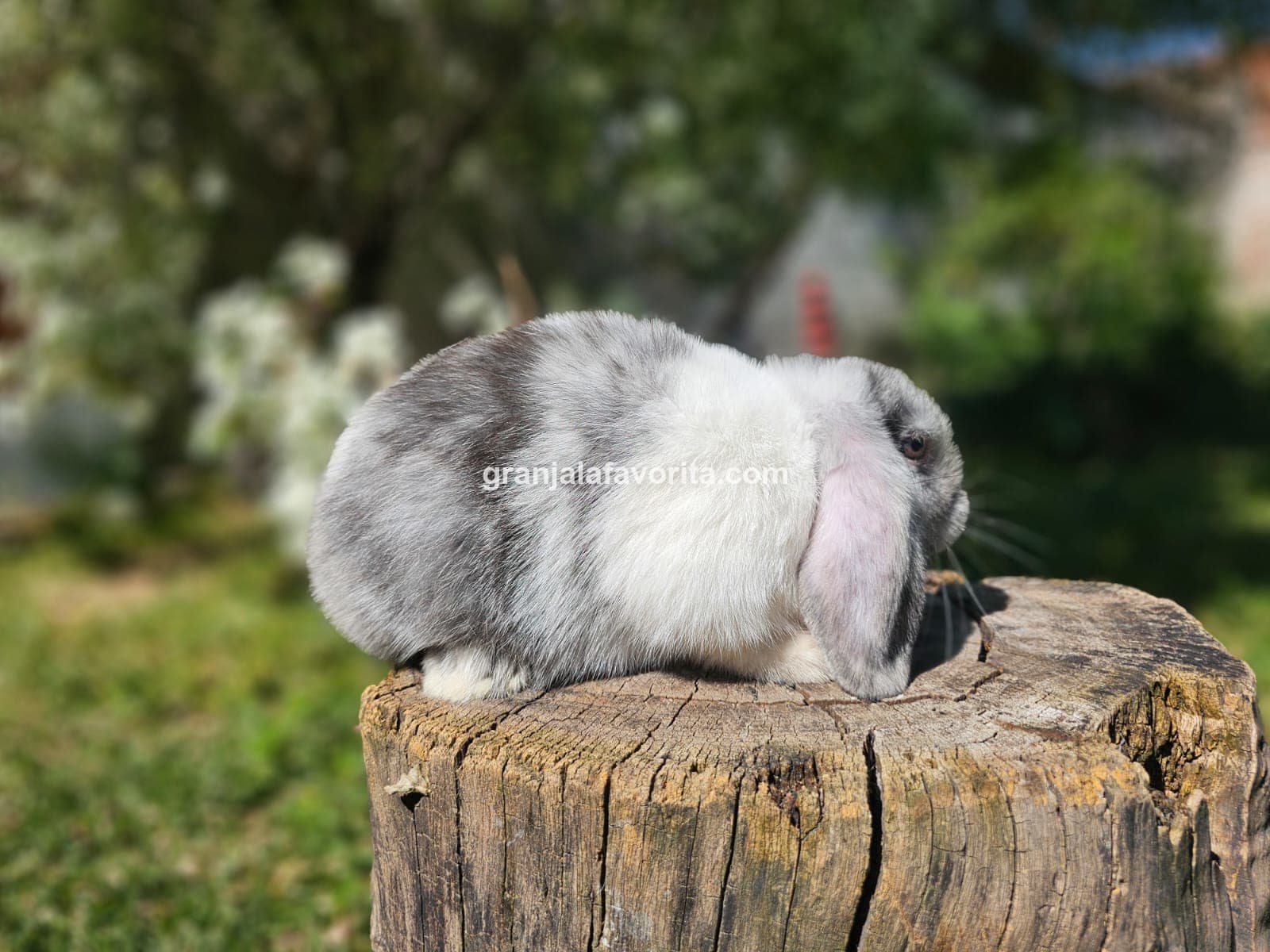 Imagen de ejemplar 65