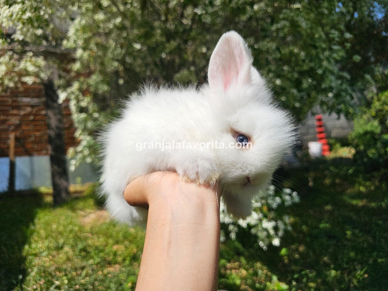 Imagen de ejemplar 50