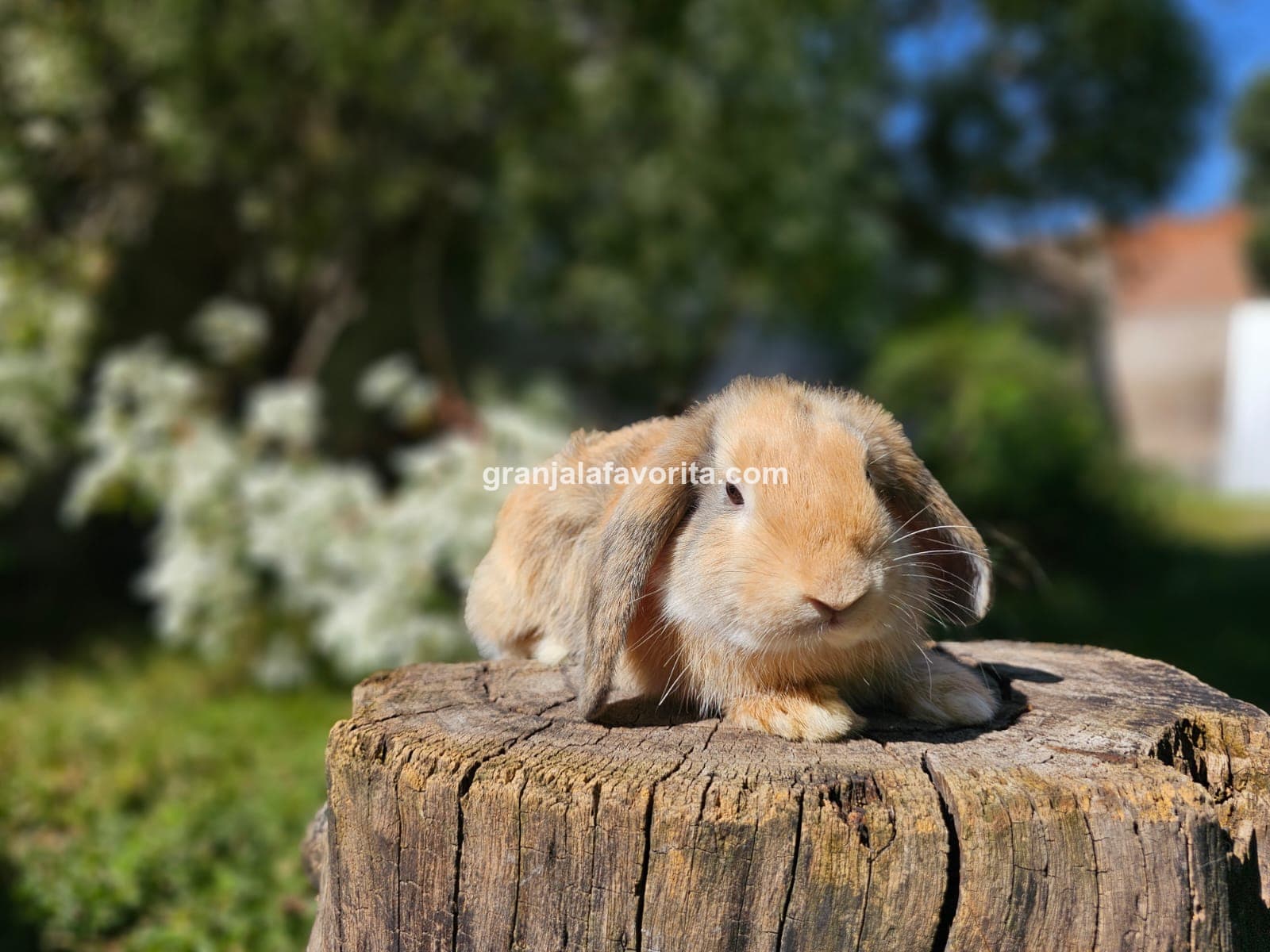 Imagen de ejemplar 72