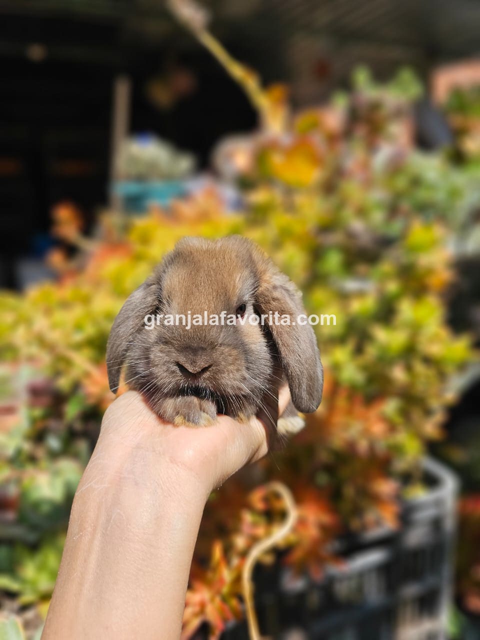 Imagen de ejemplar 101