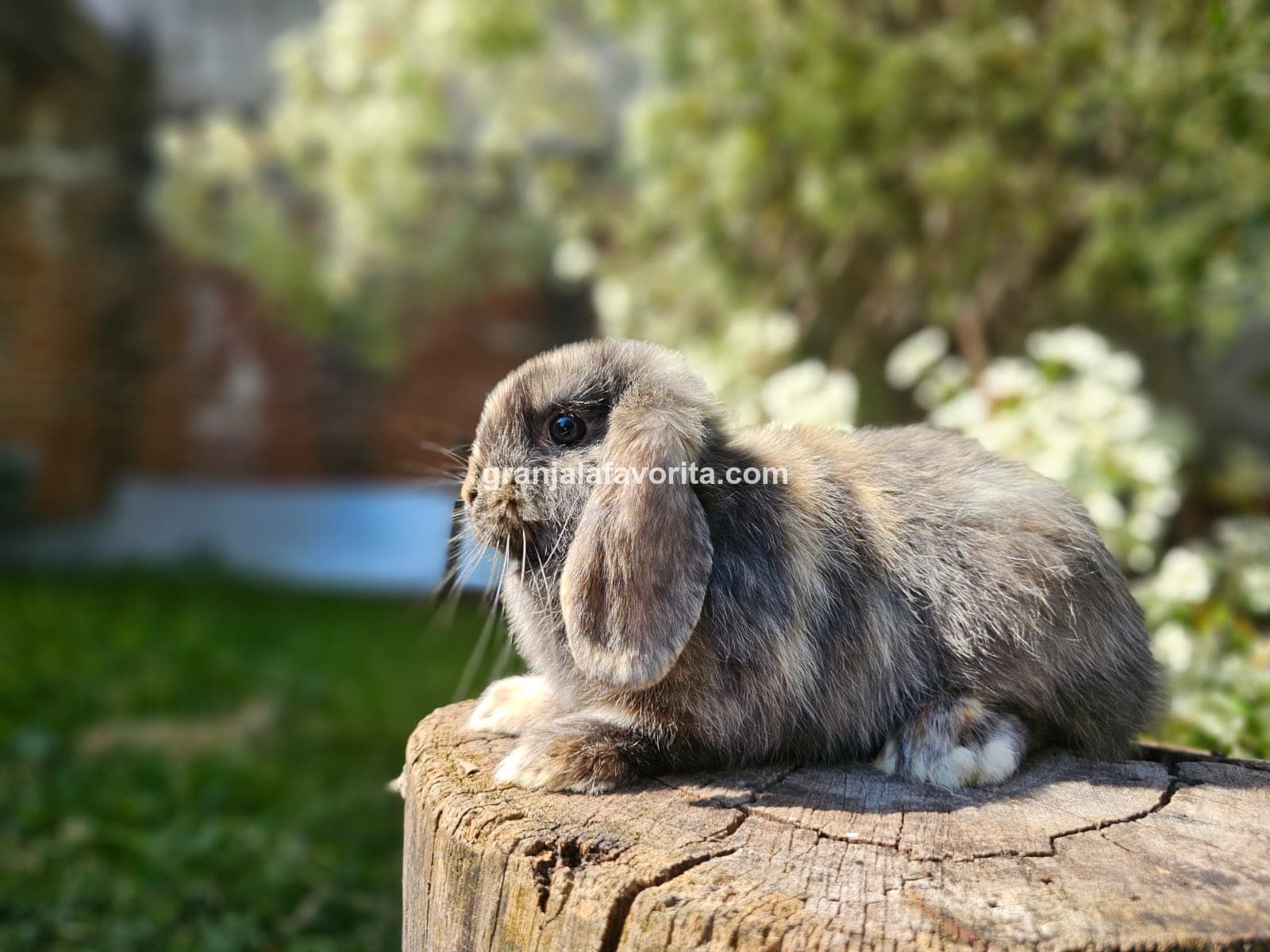 Imagen de ejemplar 59