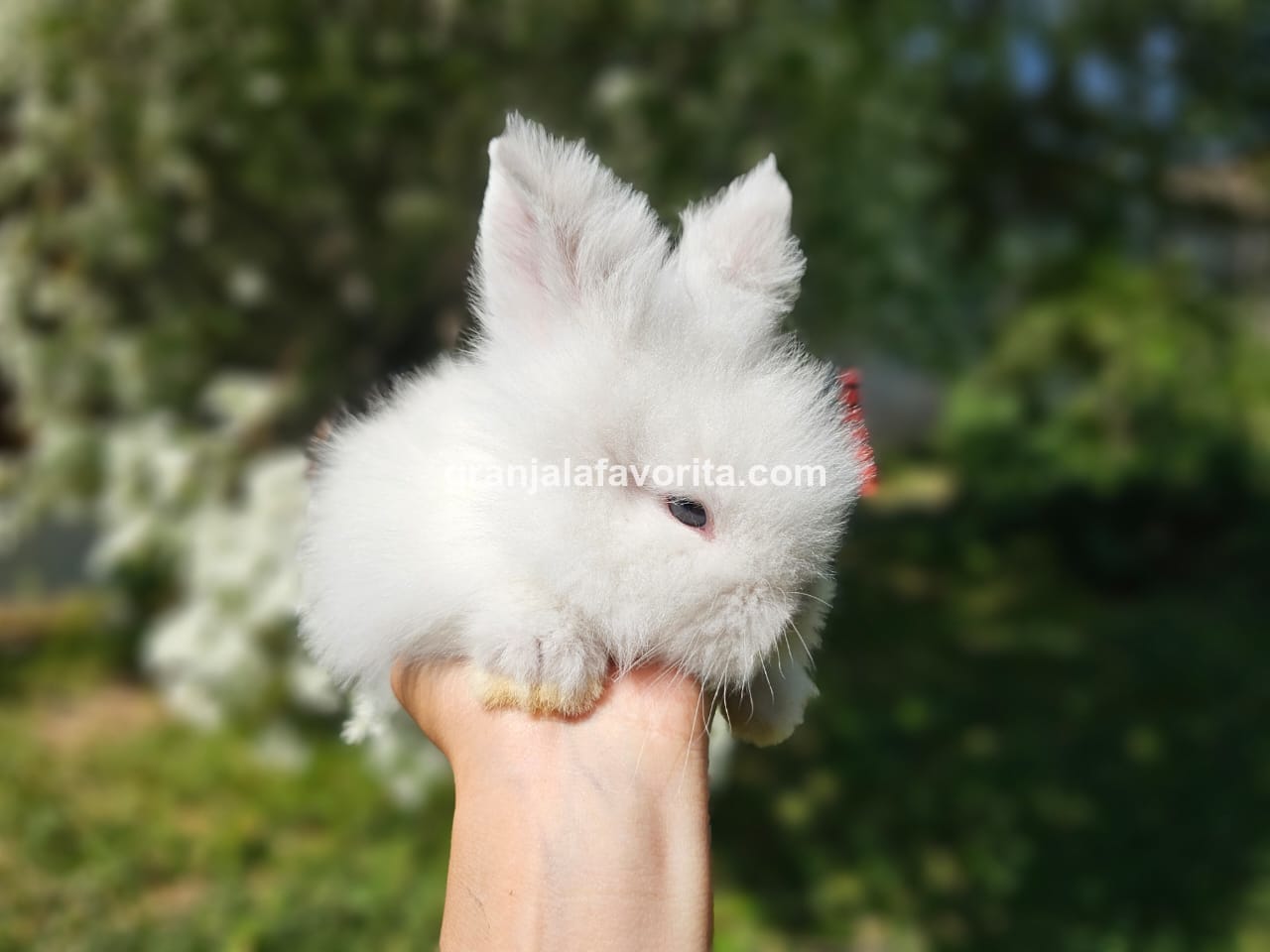 Imagen de ejemplar 49