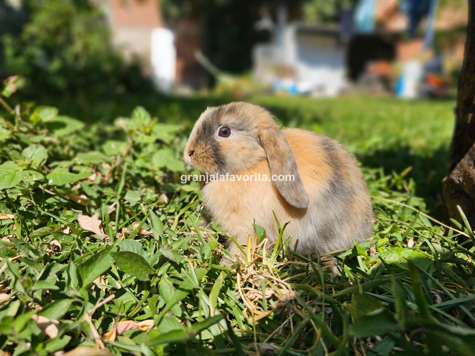 Imagen de ejemplar 58