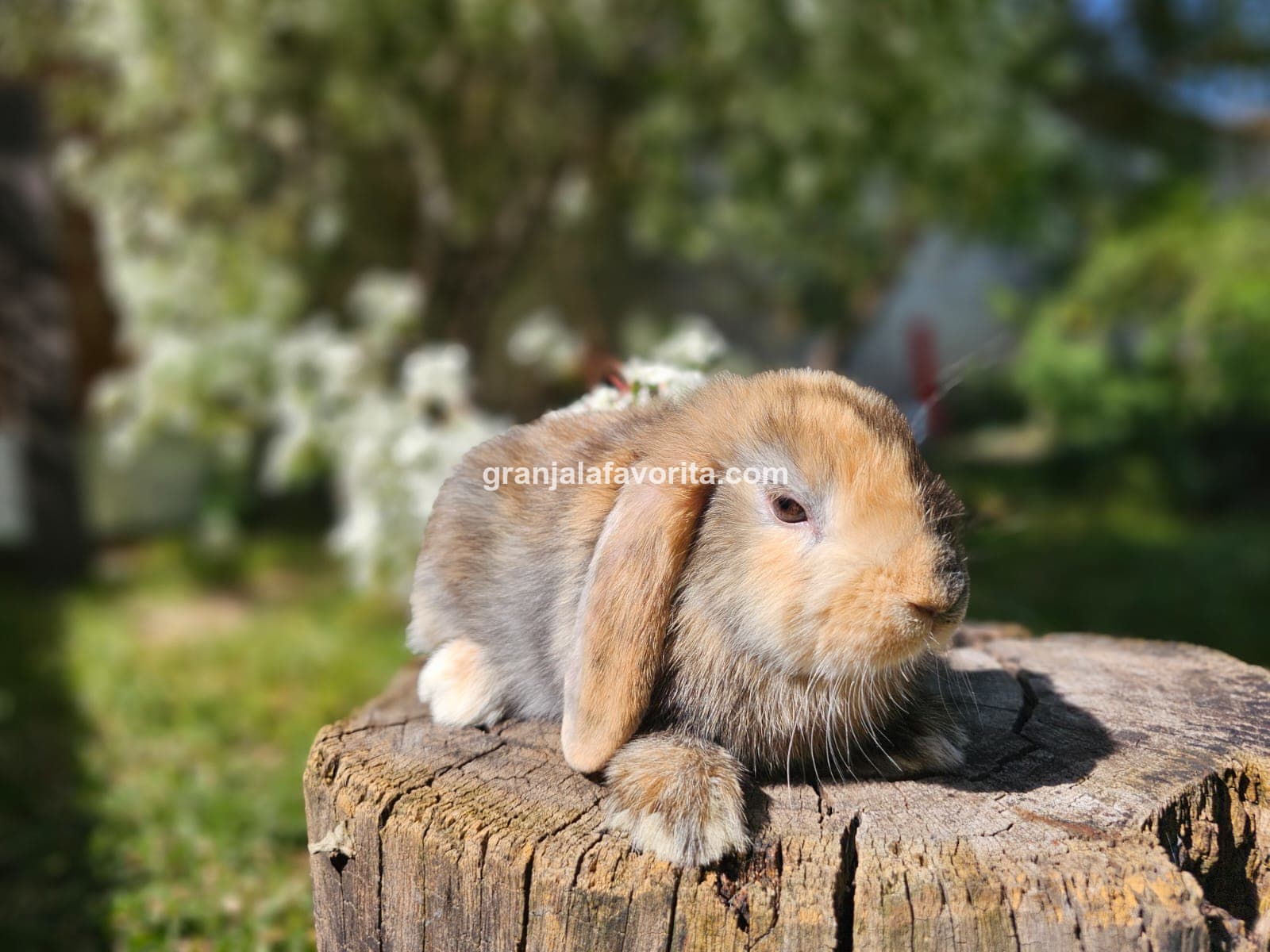 Imagen de ejemplar 68