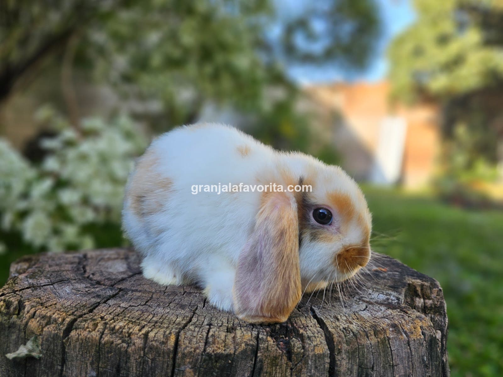 Imagen de ejemplar 60