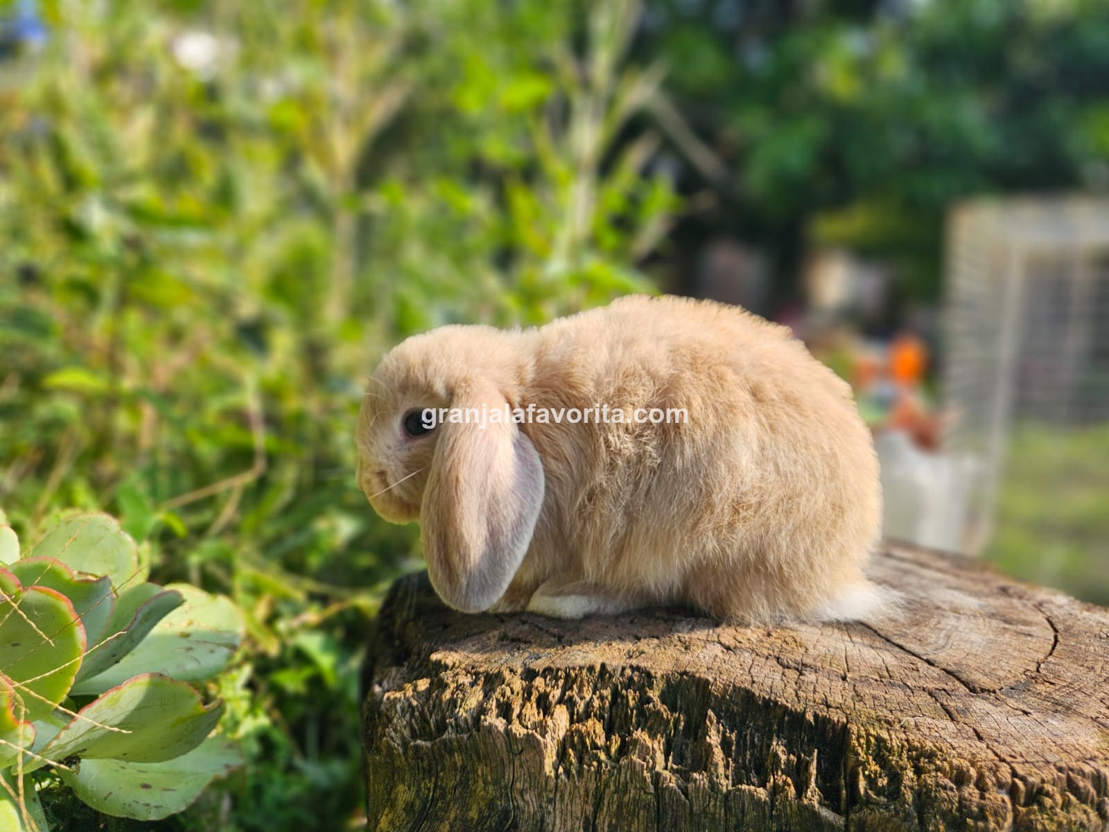 Imagen de ejemplar 47