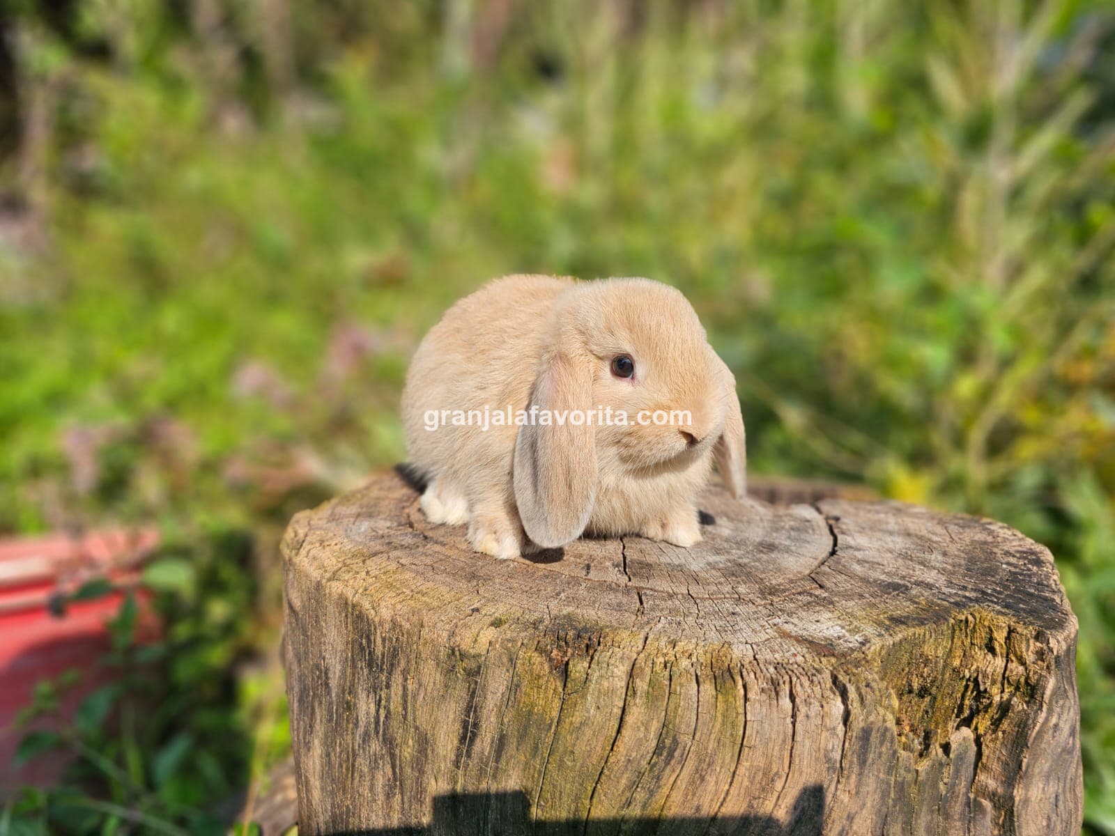 Imagen de ejemplar 47