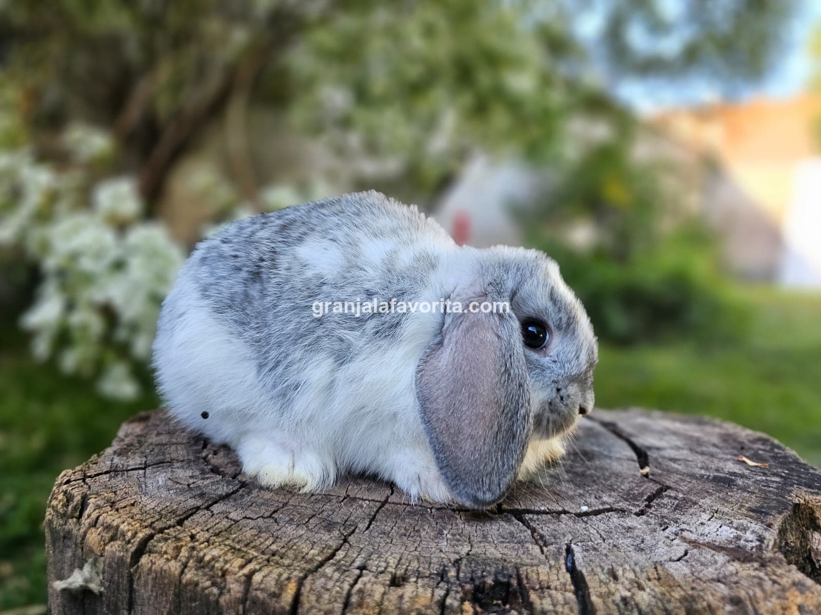 Imagen de ejemplar 61