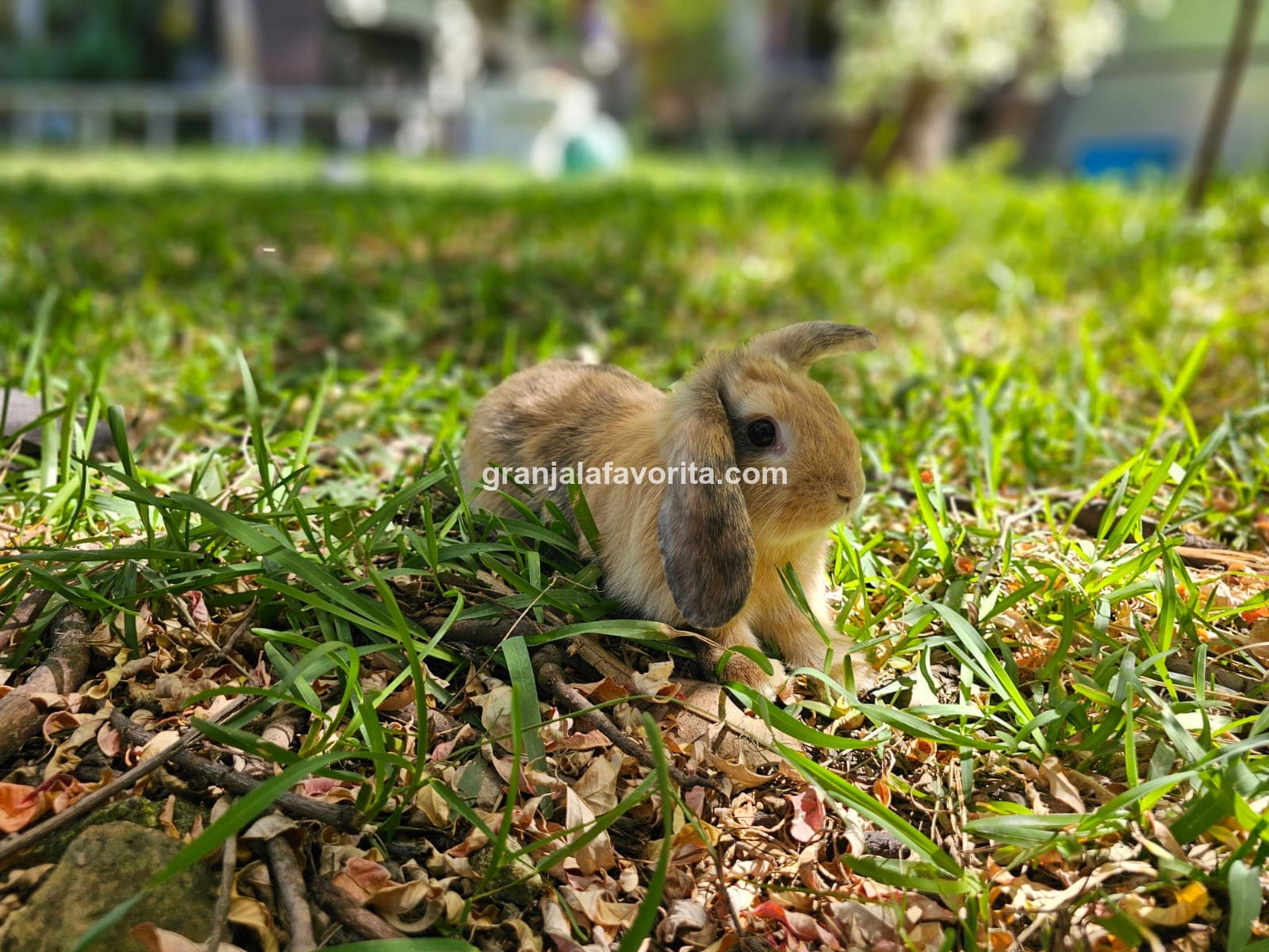 Imagen de ejemplar 72