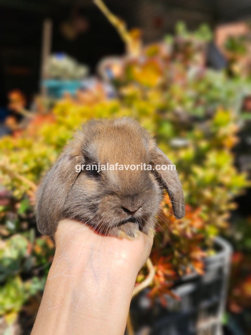 Imagen de ejemplar 101