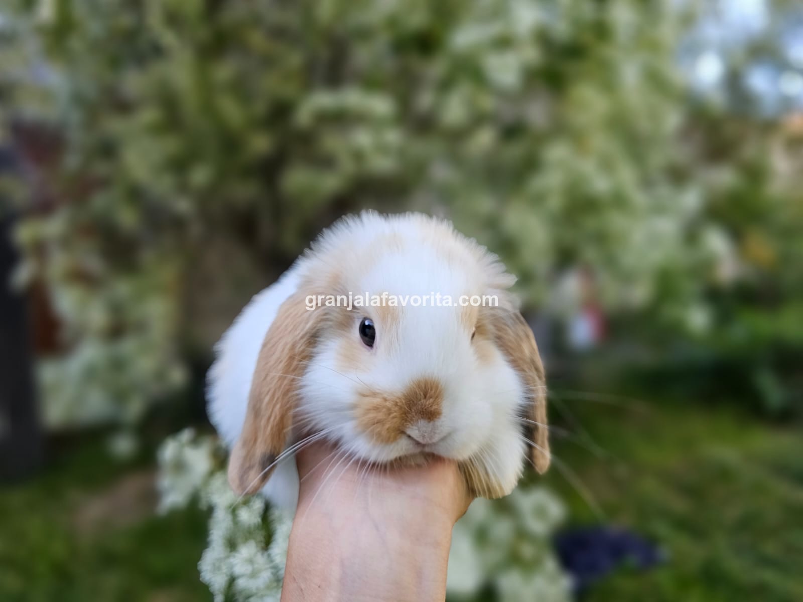 Imagen de ejemplar 63