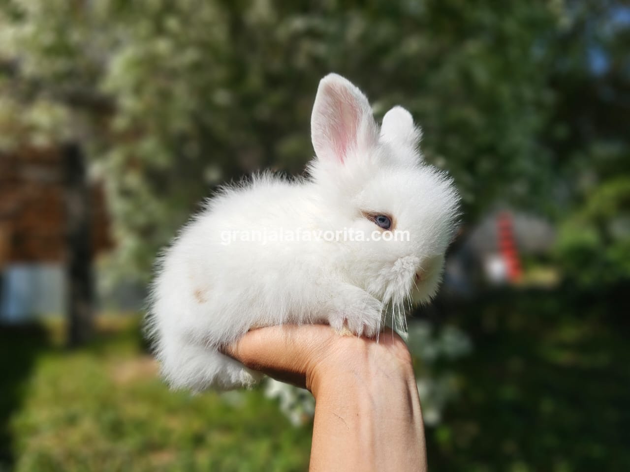 Imagen de ejemplar 50