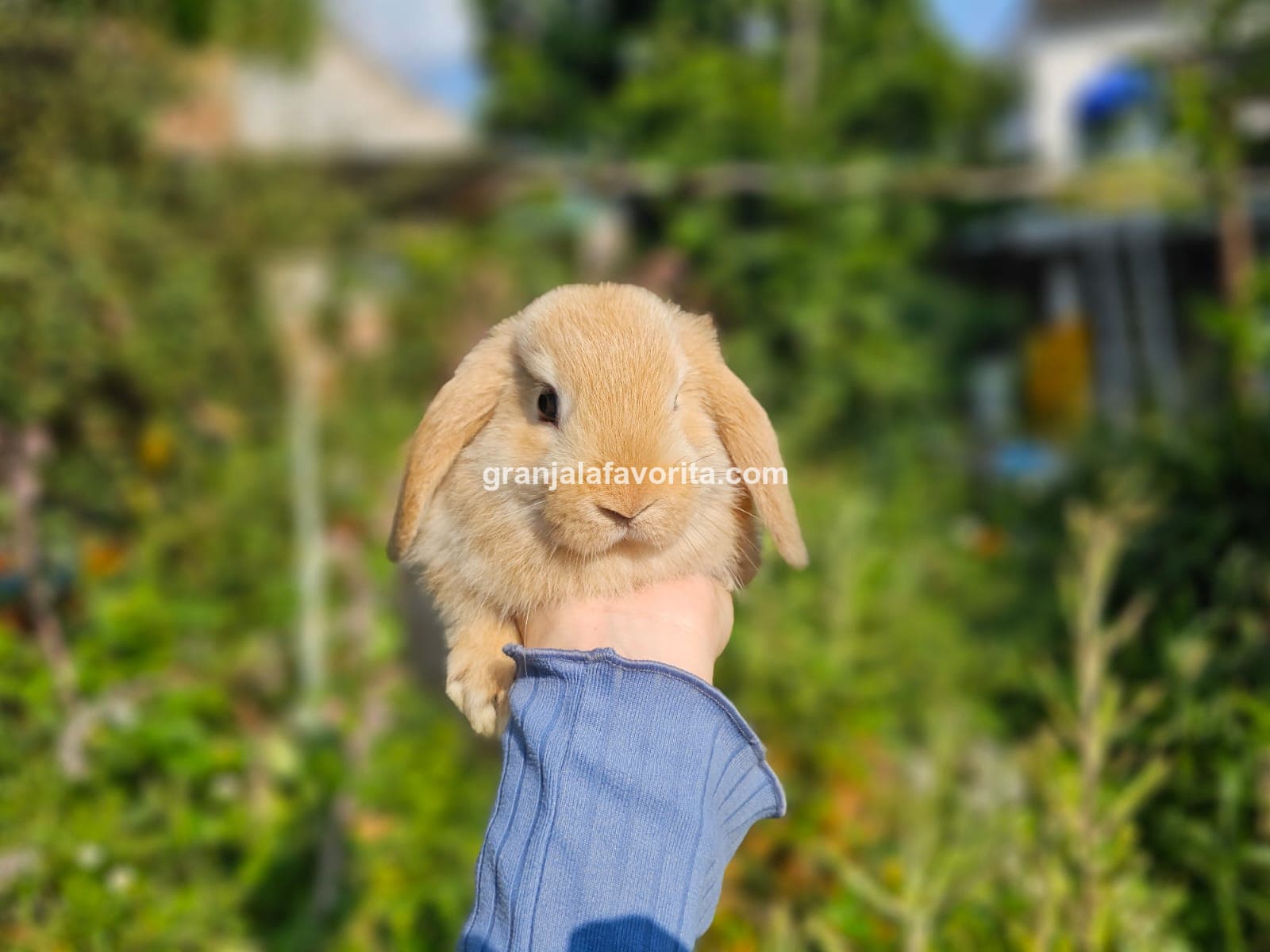 Imagen de ejemplar 48