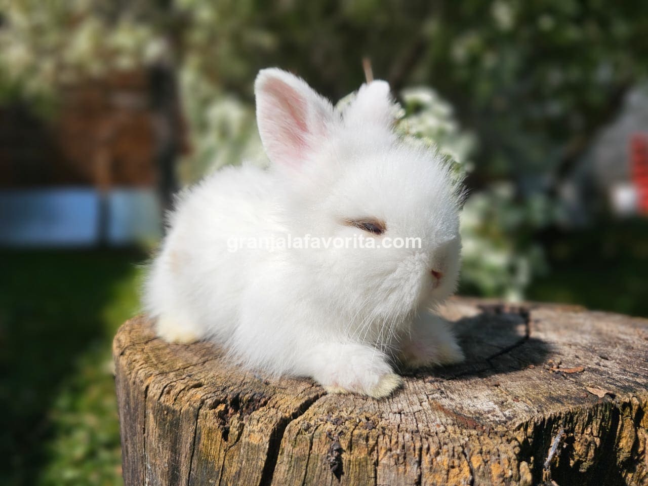 Imagen de ejemplar 50