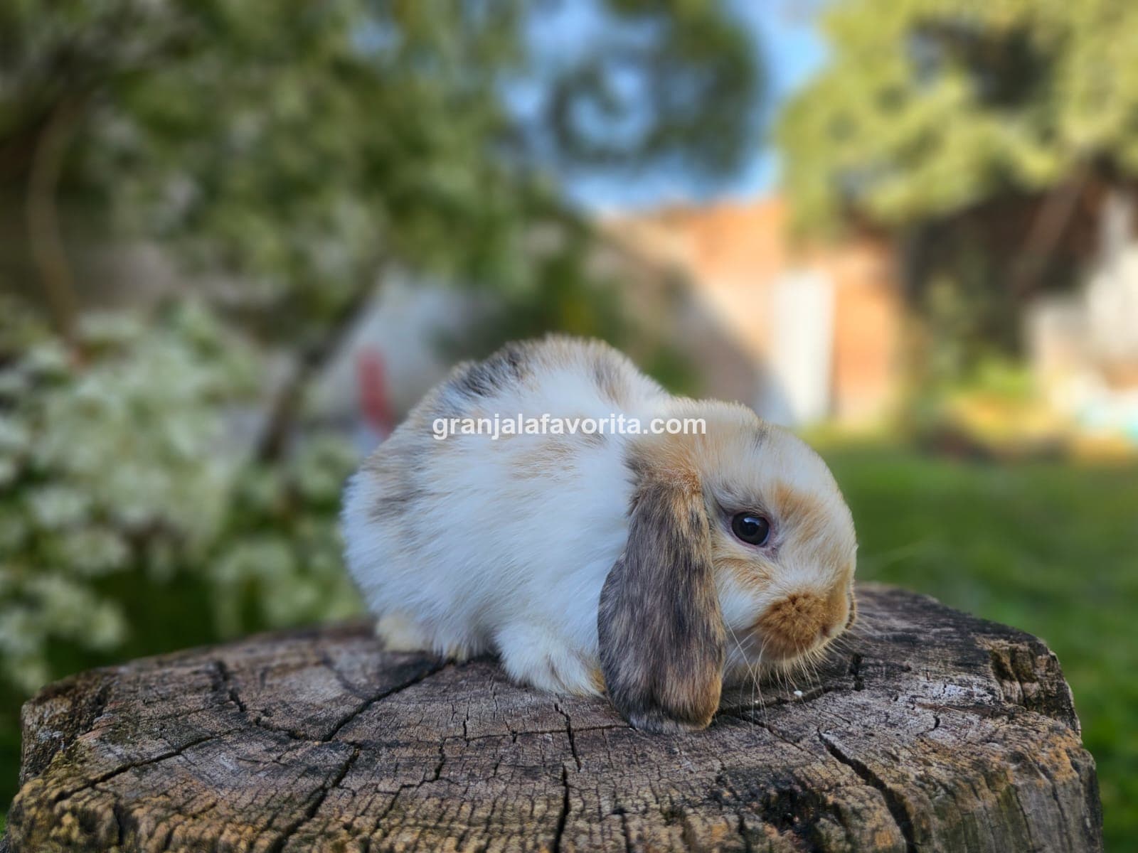 Imagen de ejemplar 62