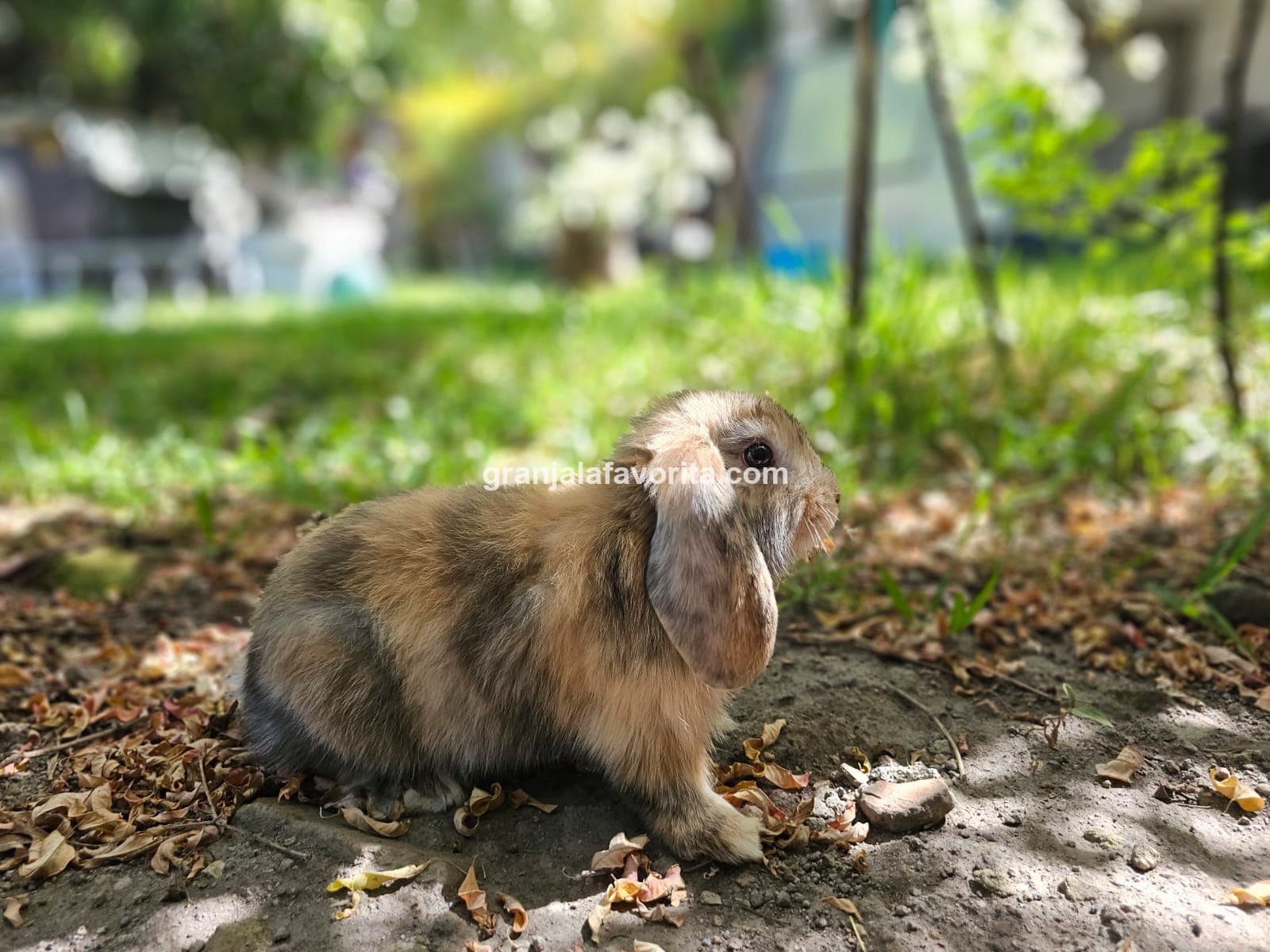 Imagen de ejemplar 70