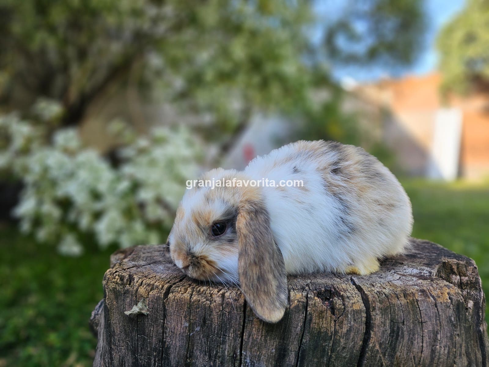 Imagen de ejemplar 62