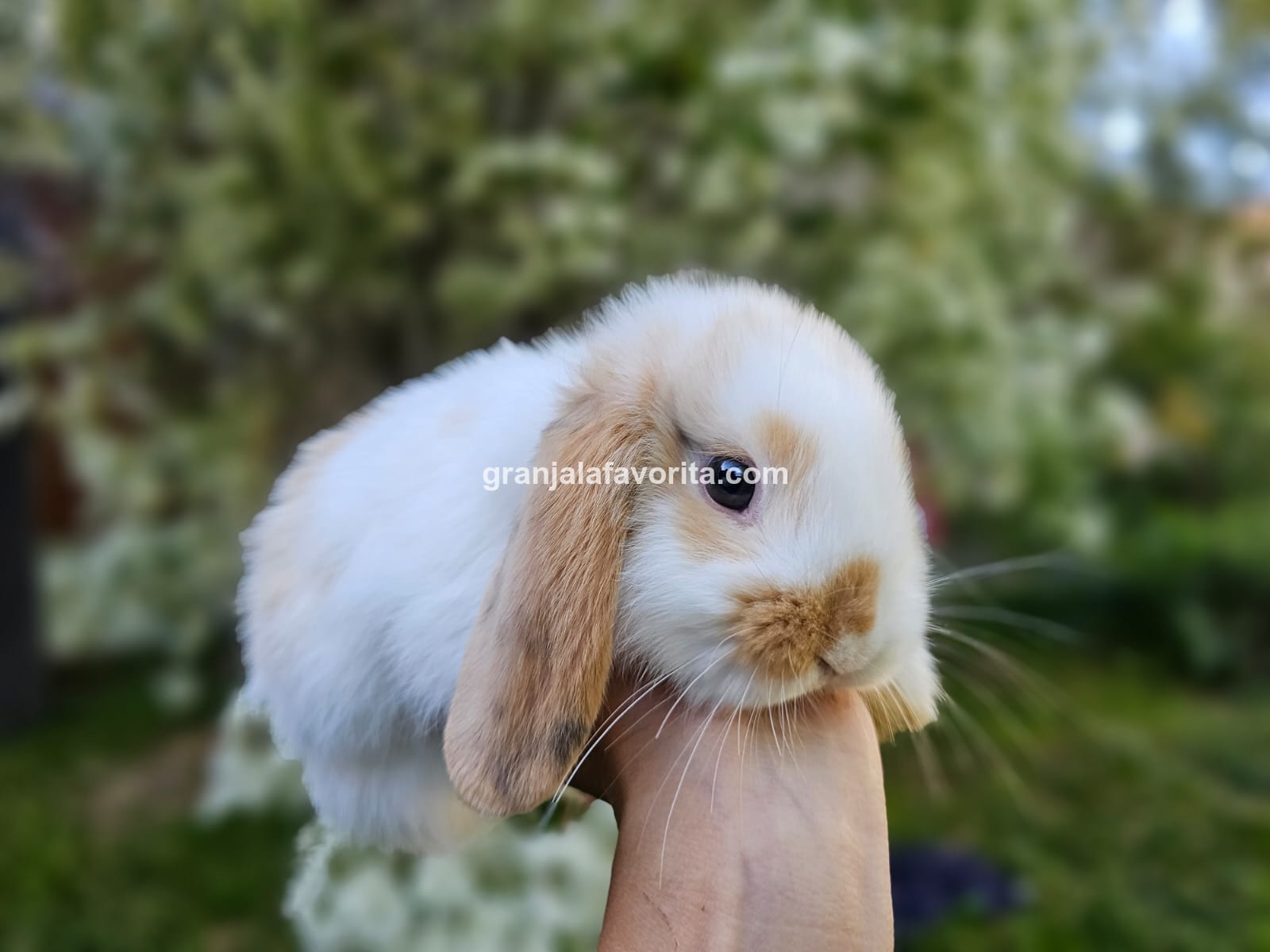 Imagen de ejemplar 63