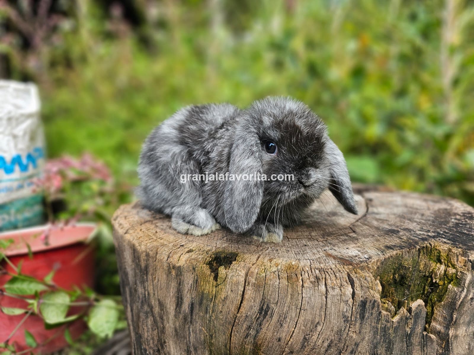 Imagen de ejemplar 37