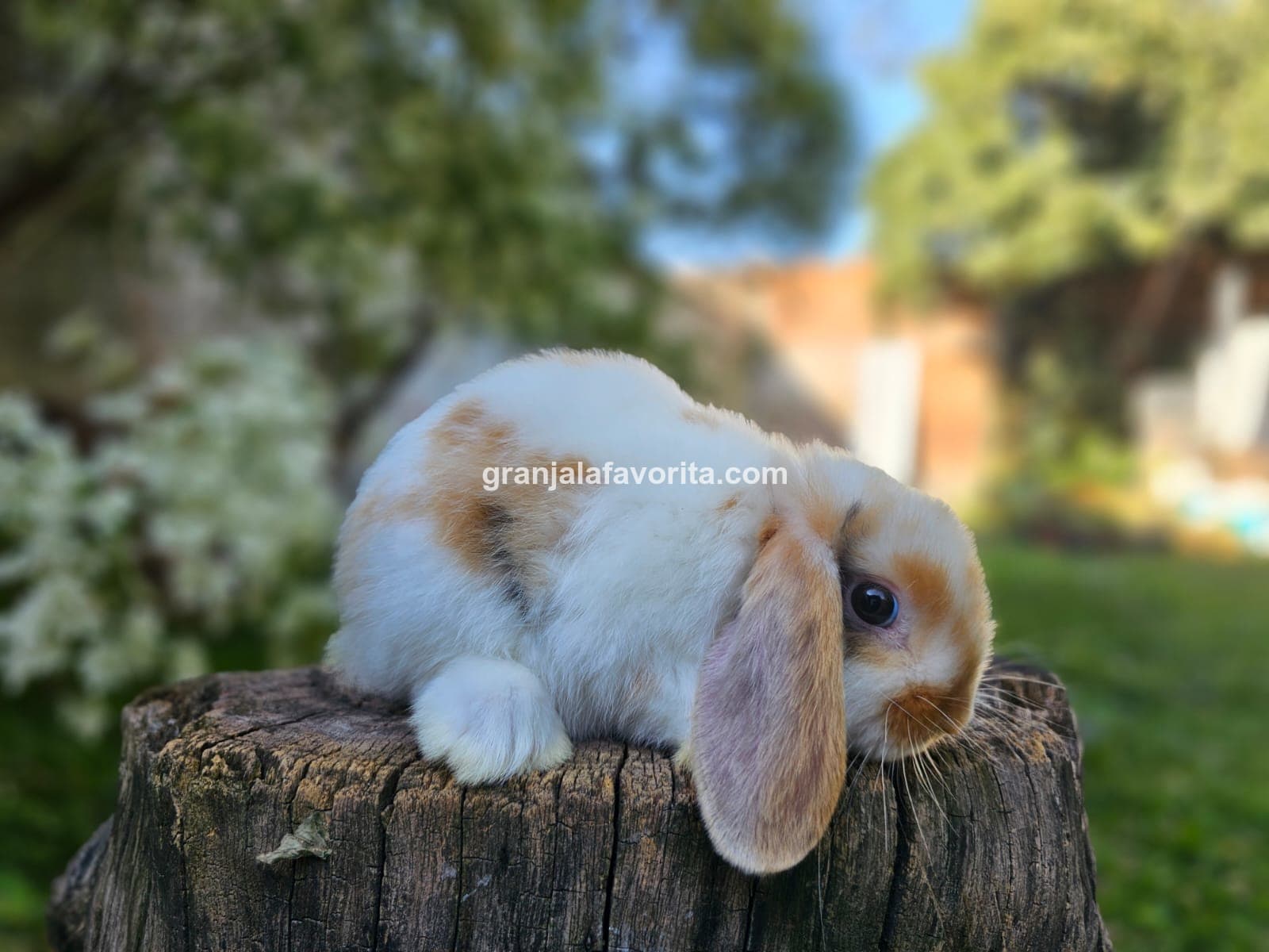 Imagen de ejemplar 60