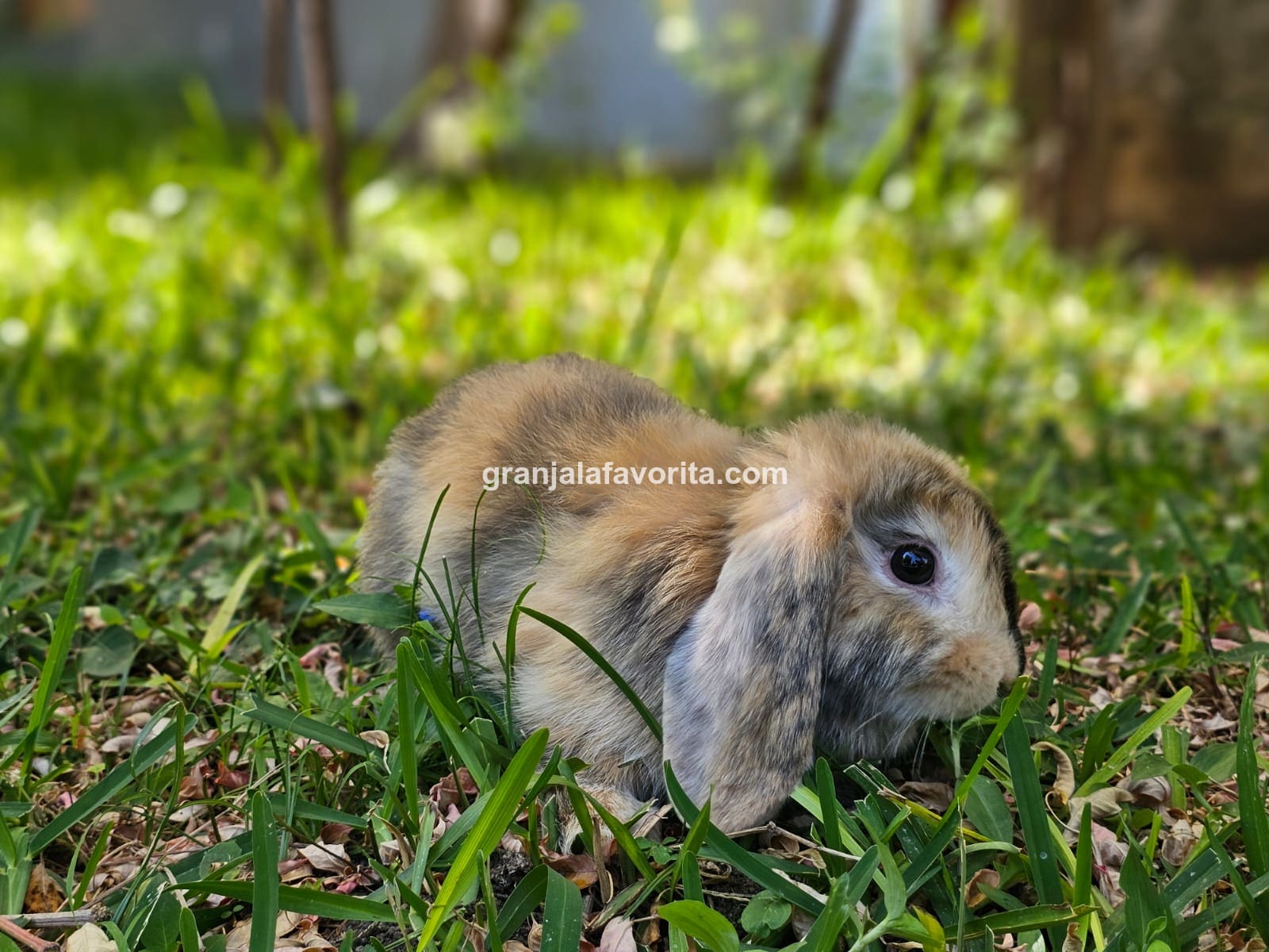 Imagen de ejemplar 70