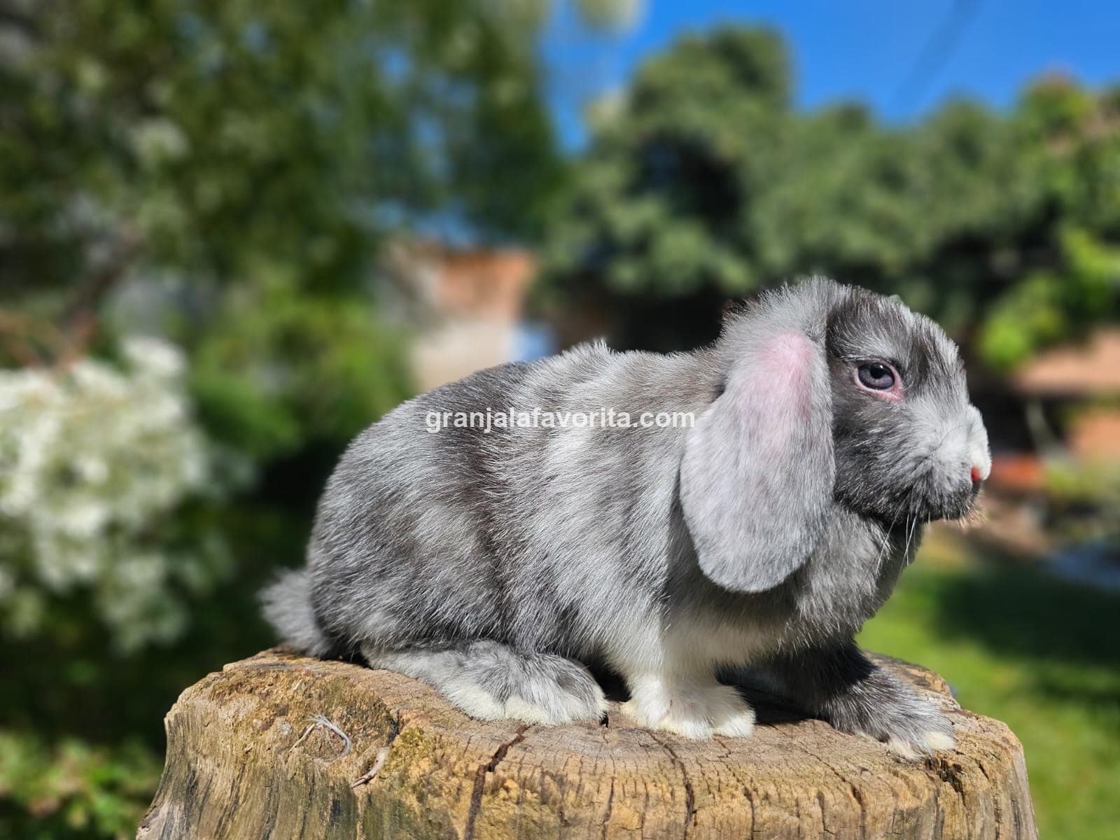 Imagen de ejemplar 66