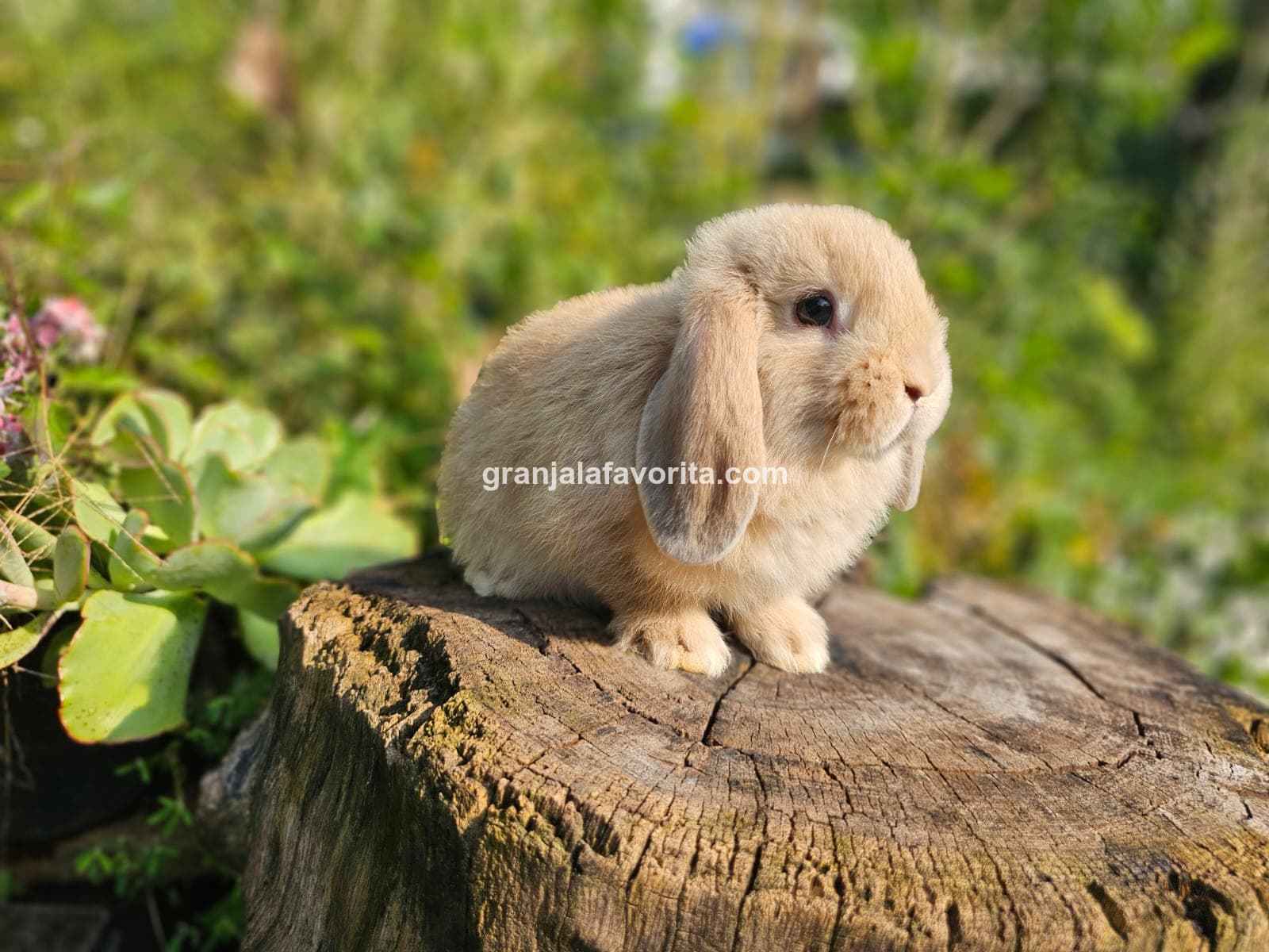 Imagen de ejemplar 46