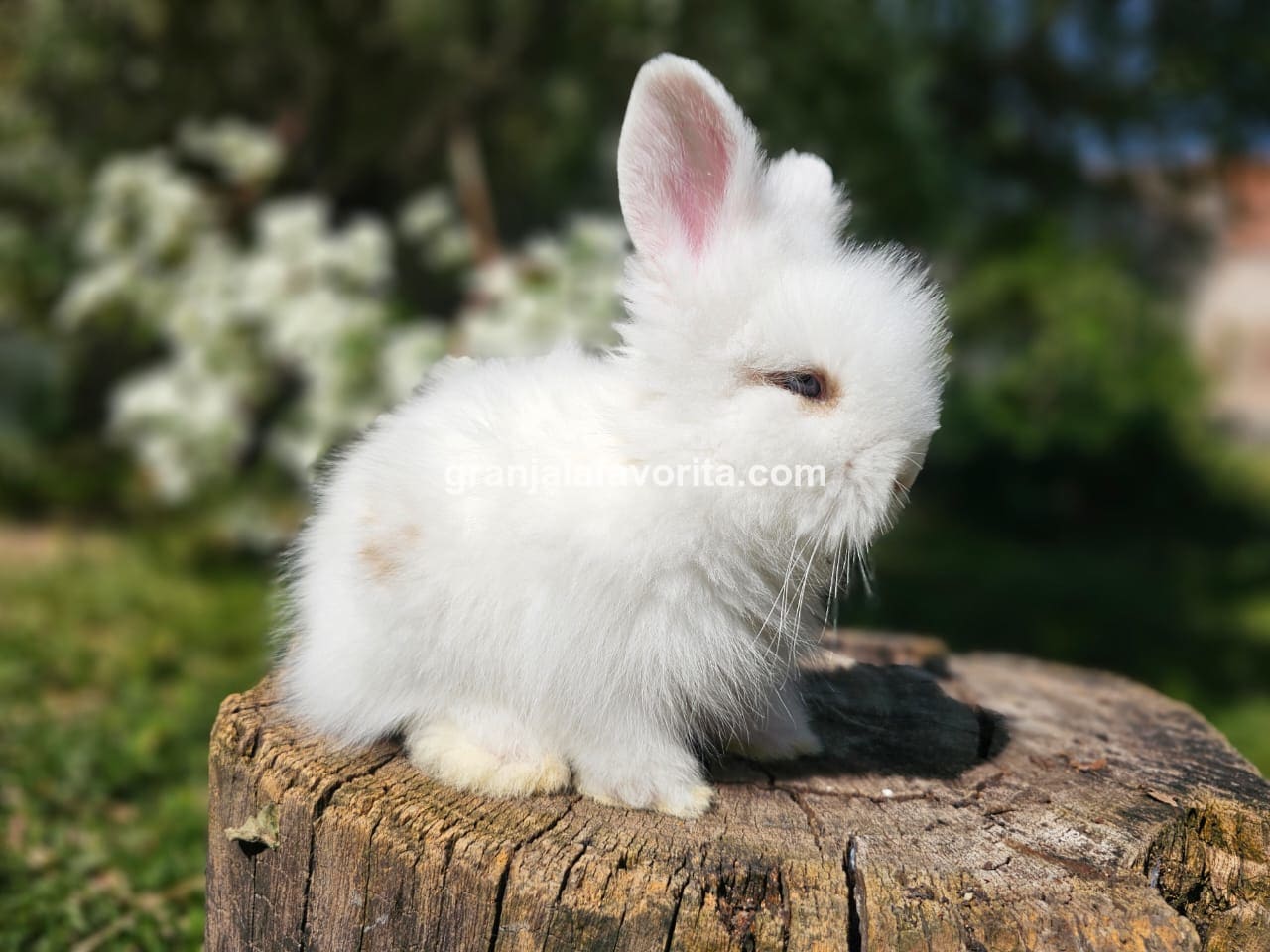 Imagen de ejemplar 50