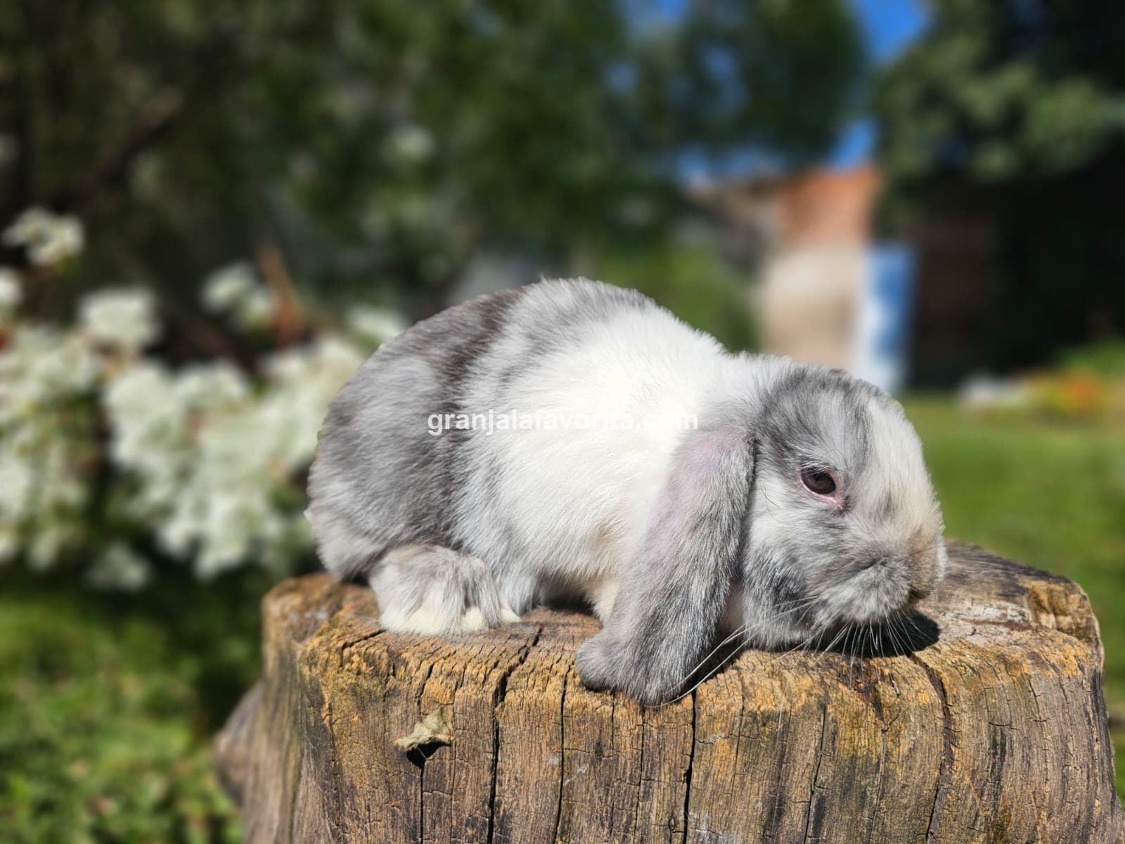 Imagen de ejemplar 65