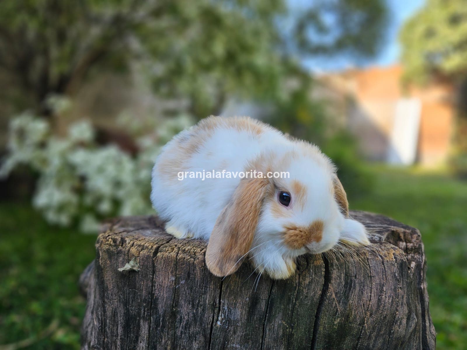 Imagen de ejemplar 63