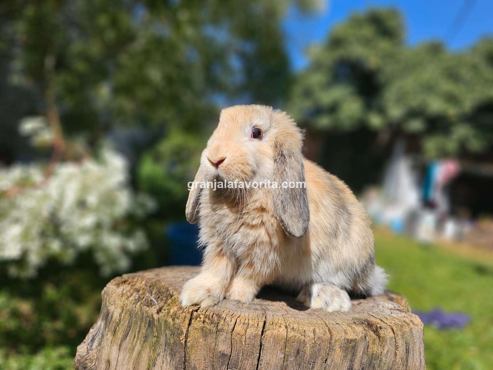 Imagen de ejemplar 71