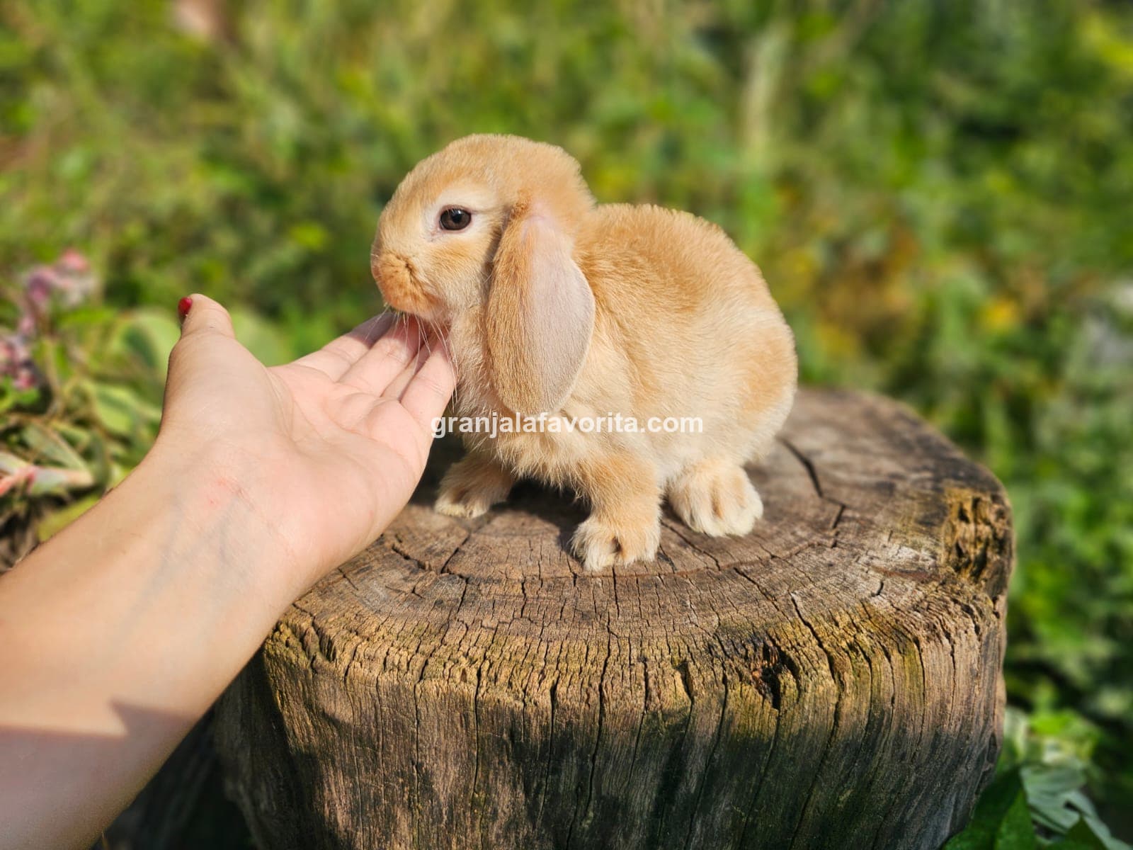 Imagen de ejemplar 48