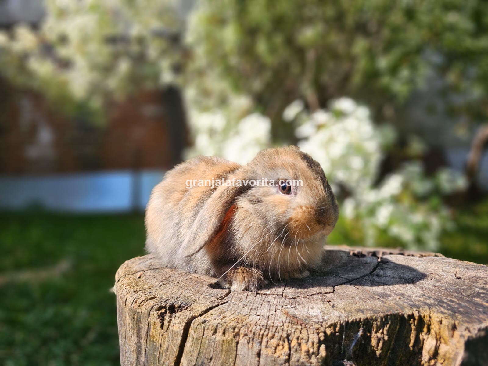 Imagen de ejemplar 58