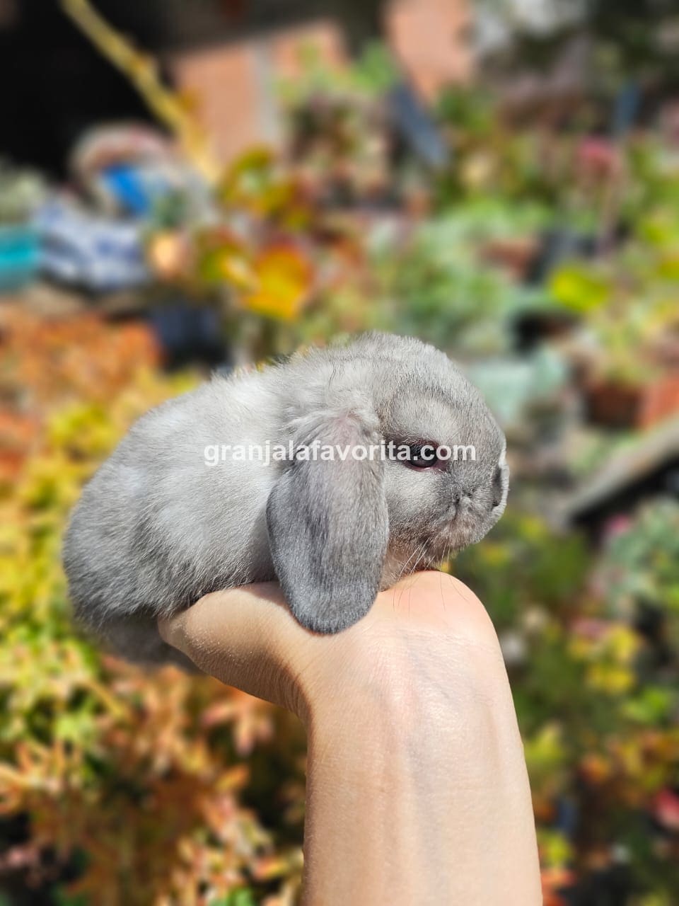 Imagen de ejemplar 100