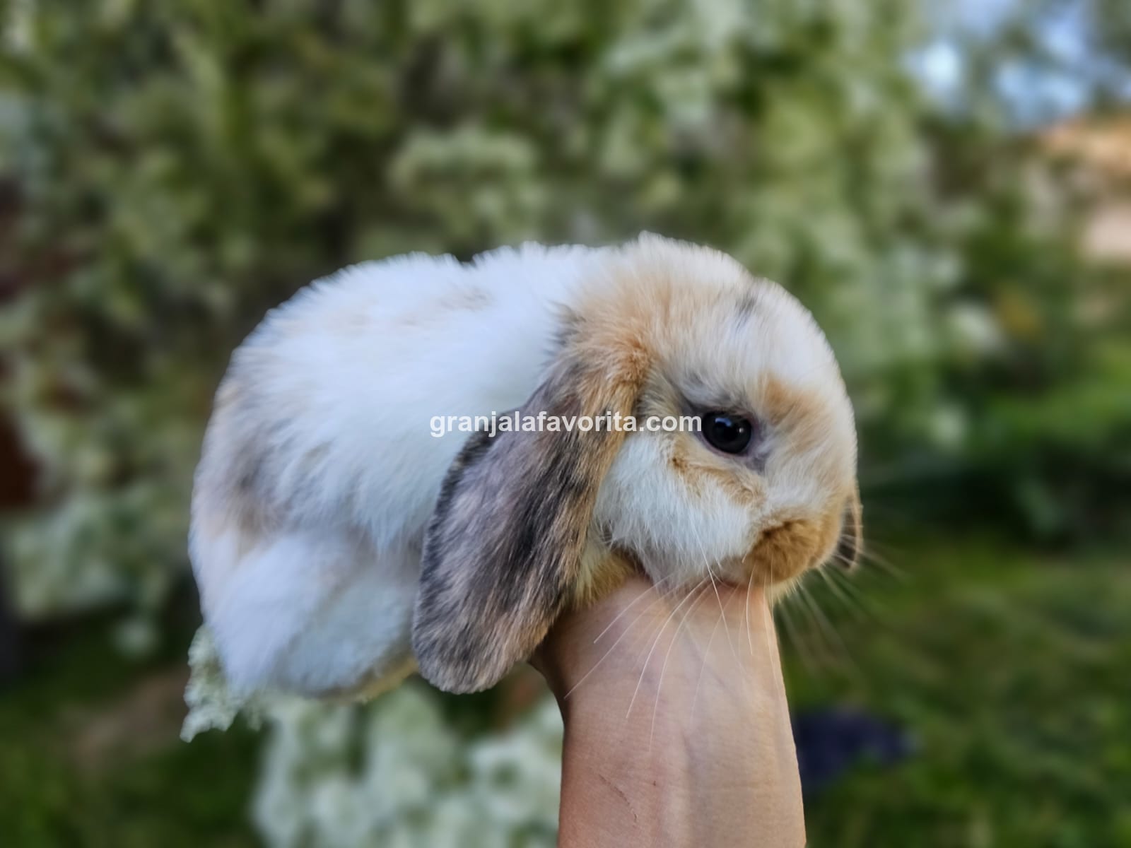 Imagen de ejemplar 62